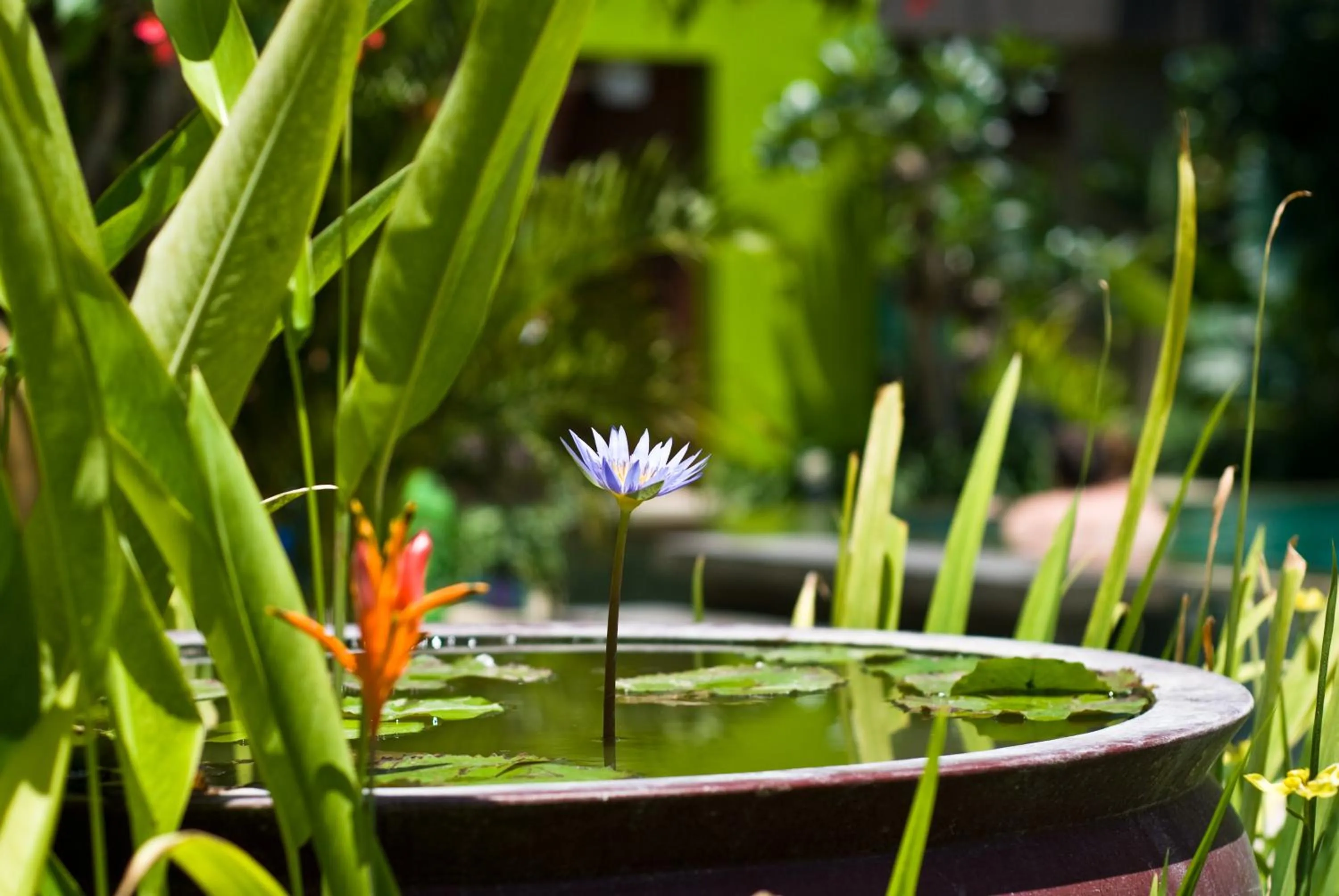 Natural landscape in Cicada Luxury Townhouses