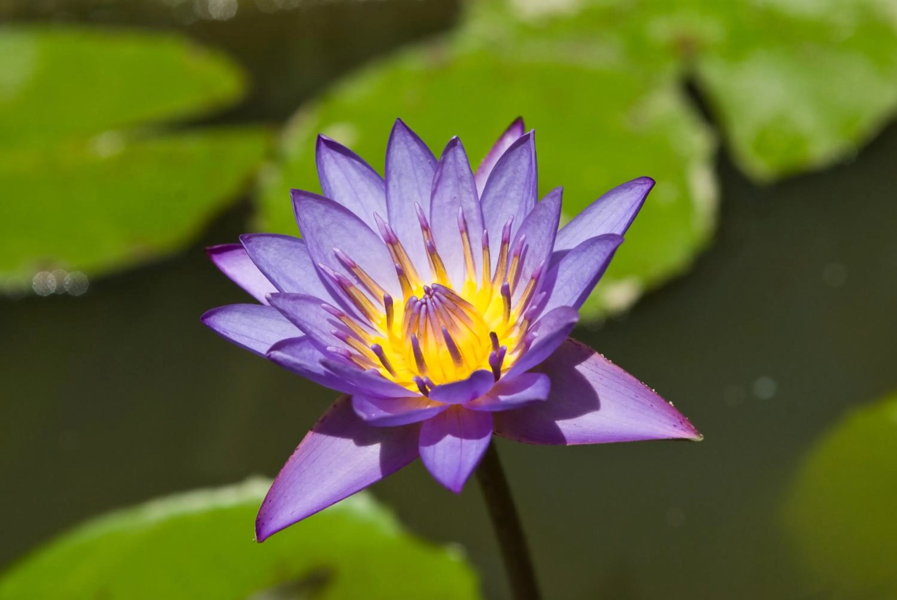 Natural landscape in Cicada Luxury Townhouses