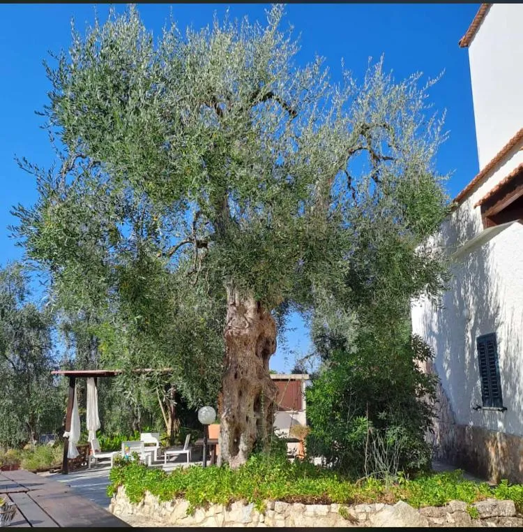 Azienda Agricola B&B Macchiaria