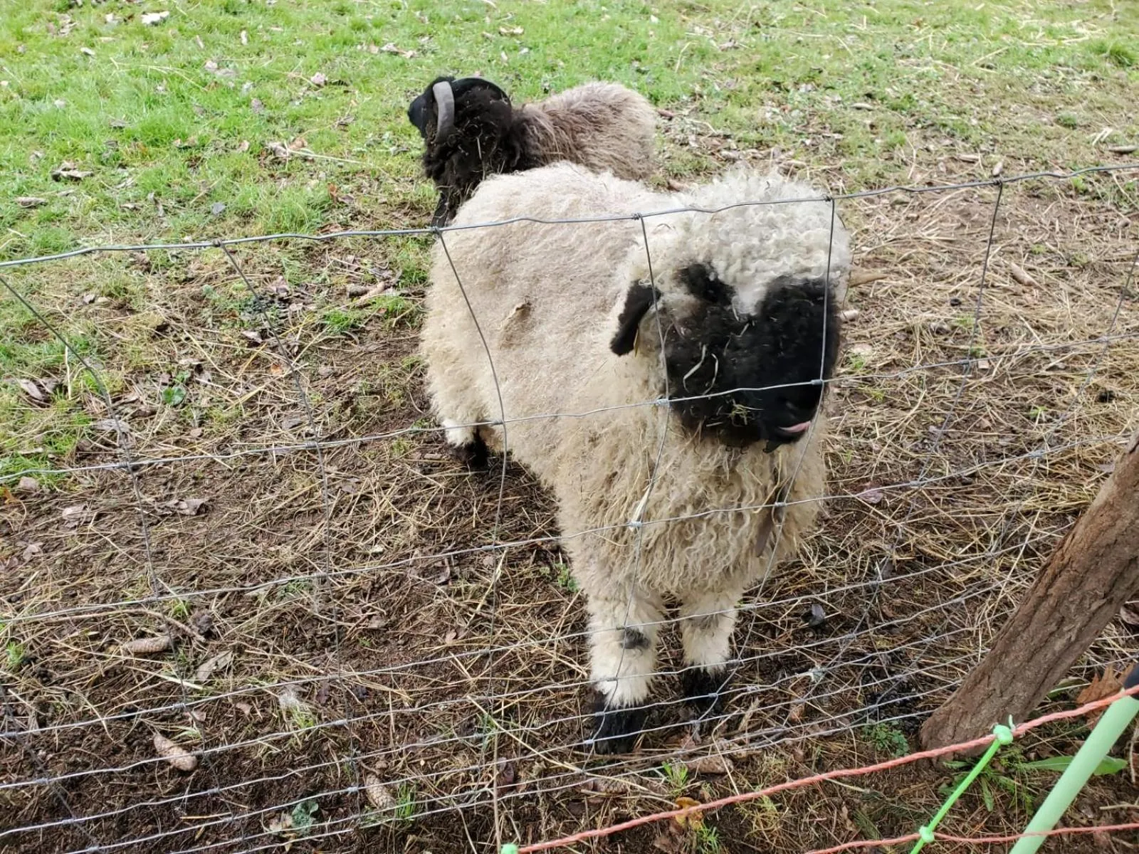 Animals in Domaine des Maillets