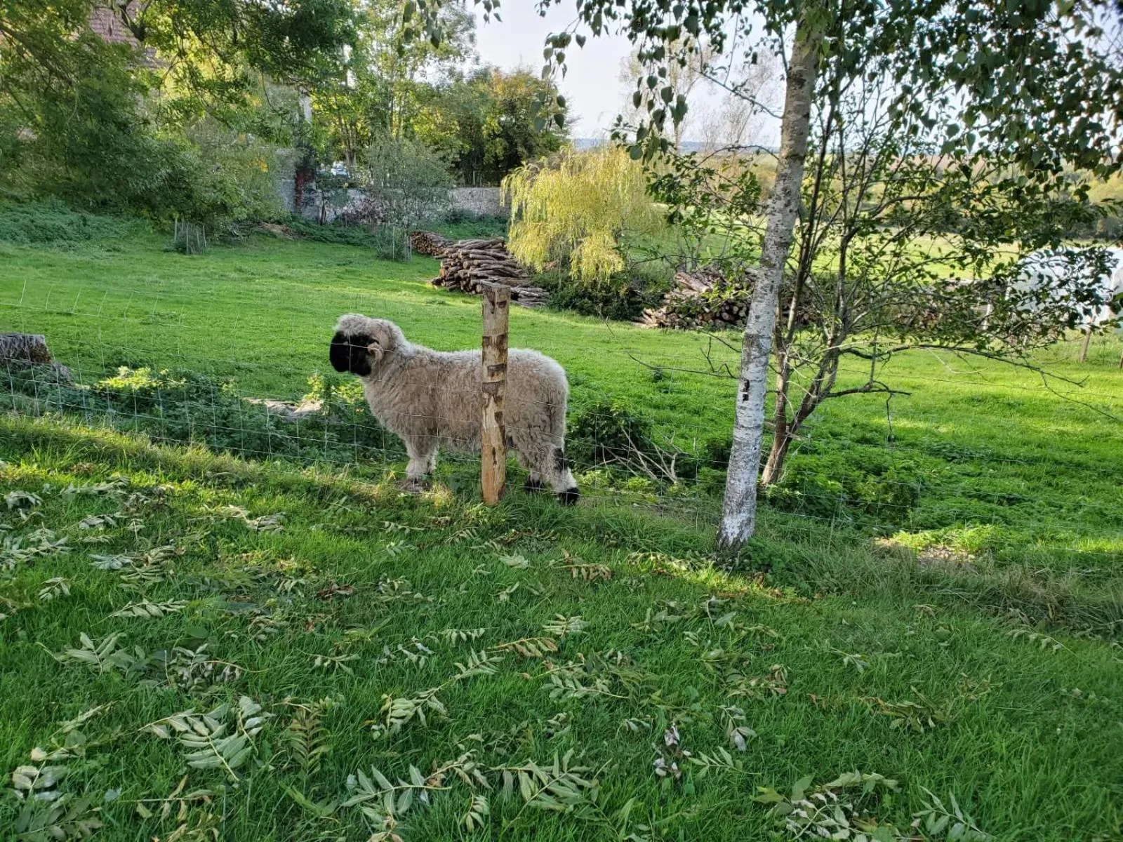 Animals in Domaine des Maillets