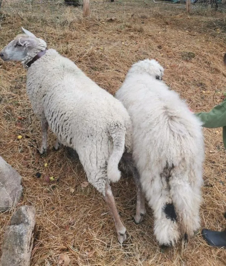Animals in Domaine des Maillets