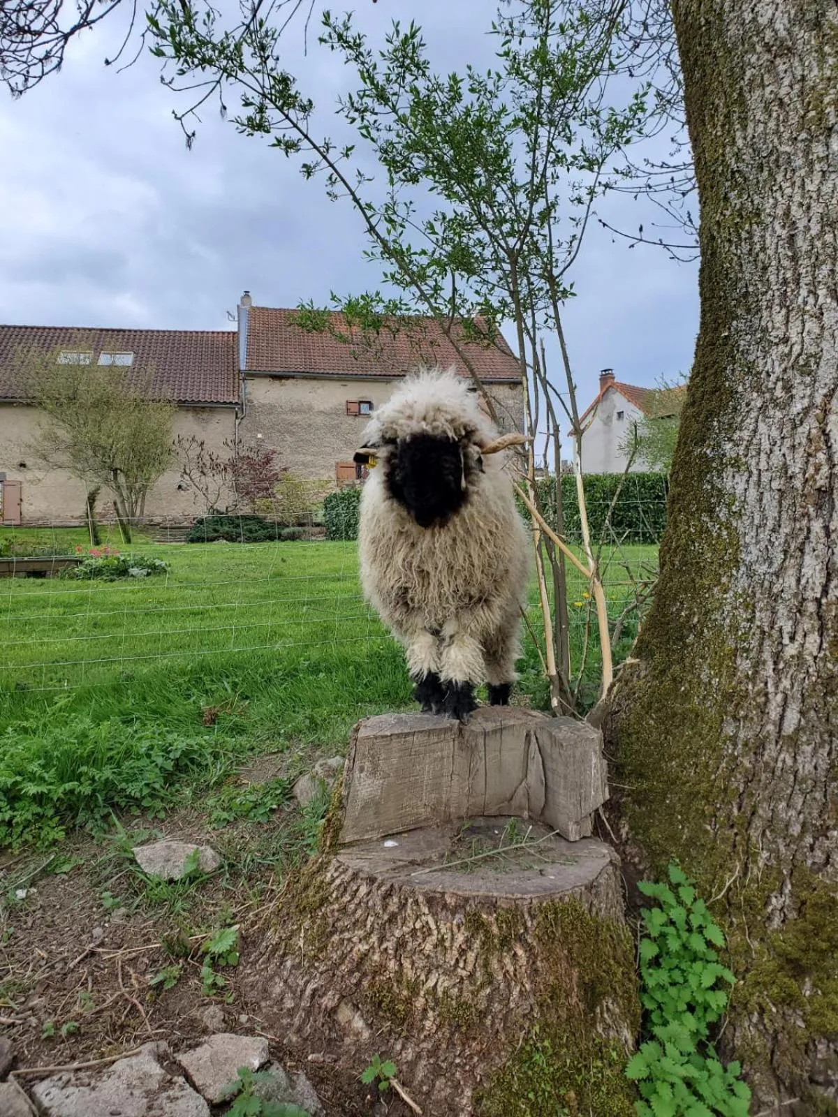 Animals in Domaine des Maillets