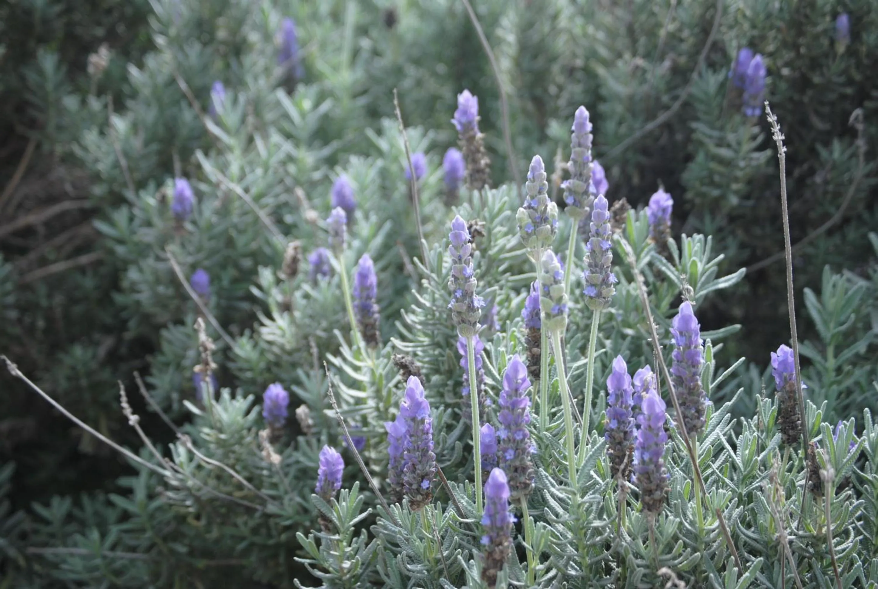 Garden in Airlie House Motor Inn