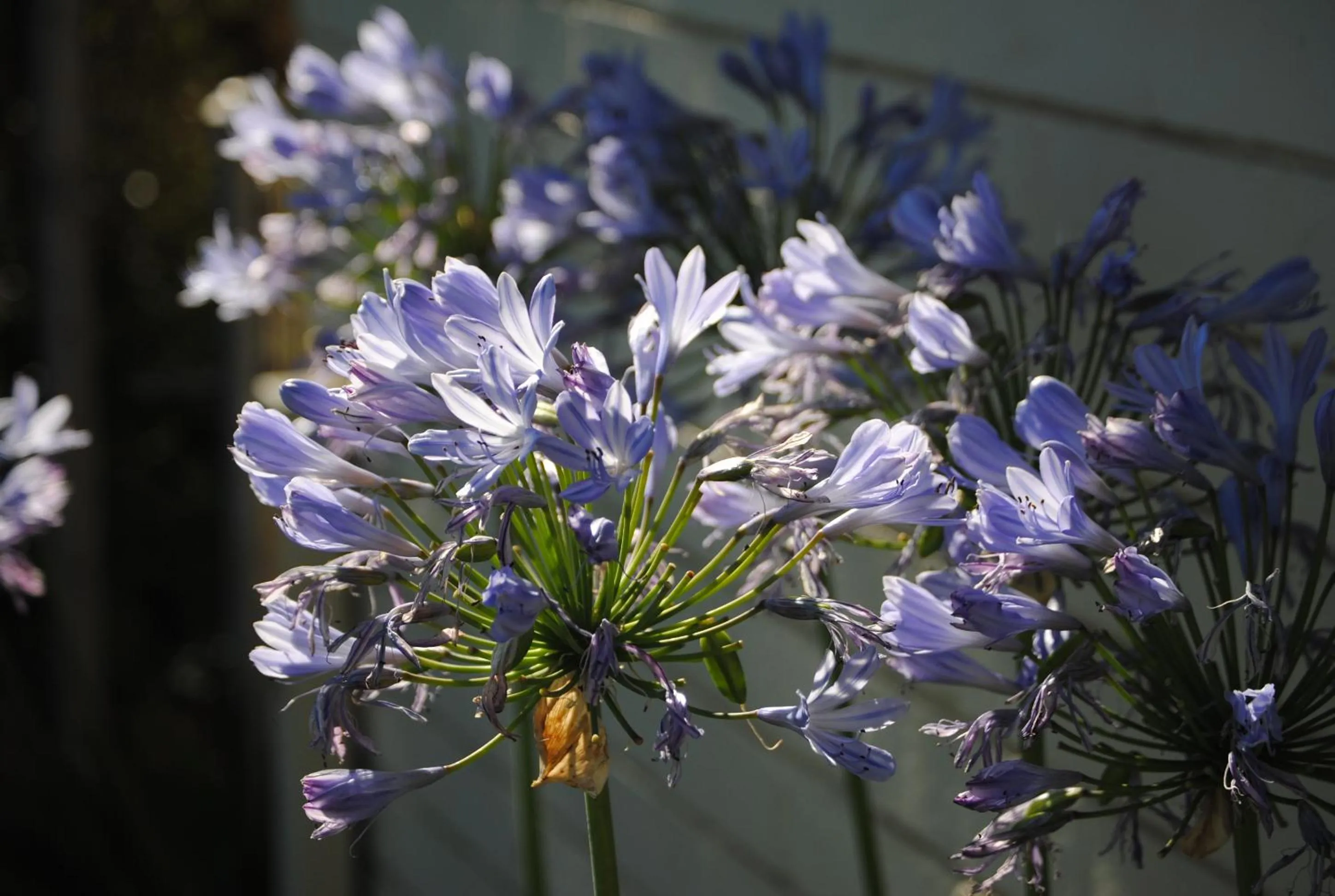 Decorative detail in Airlie House Motor Inn