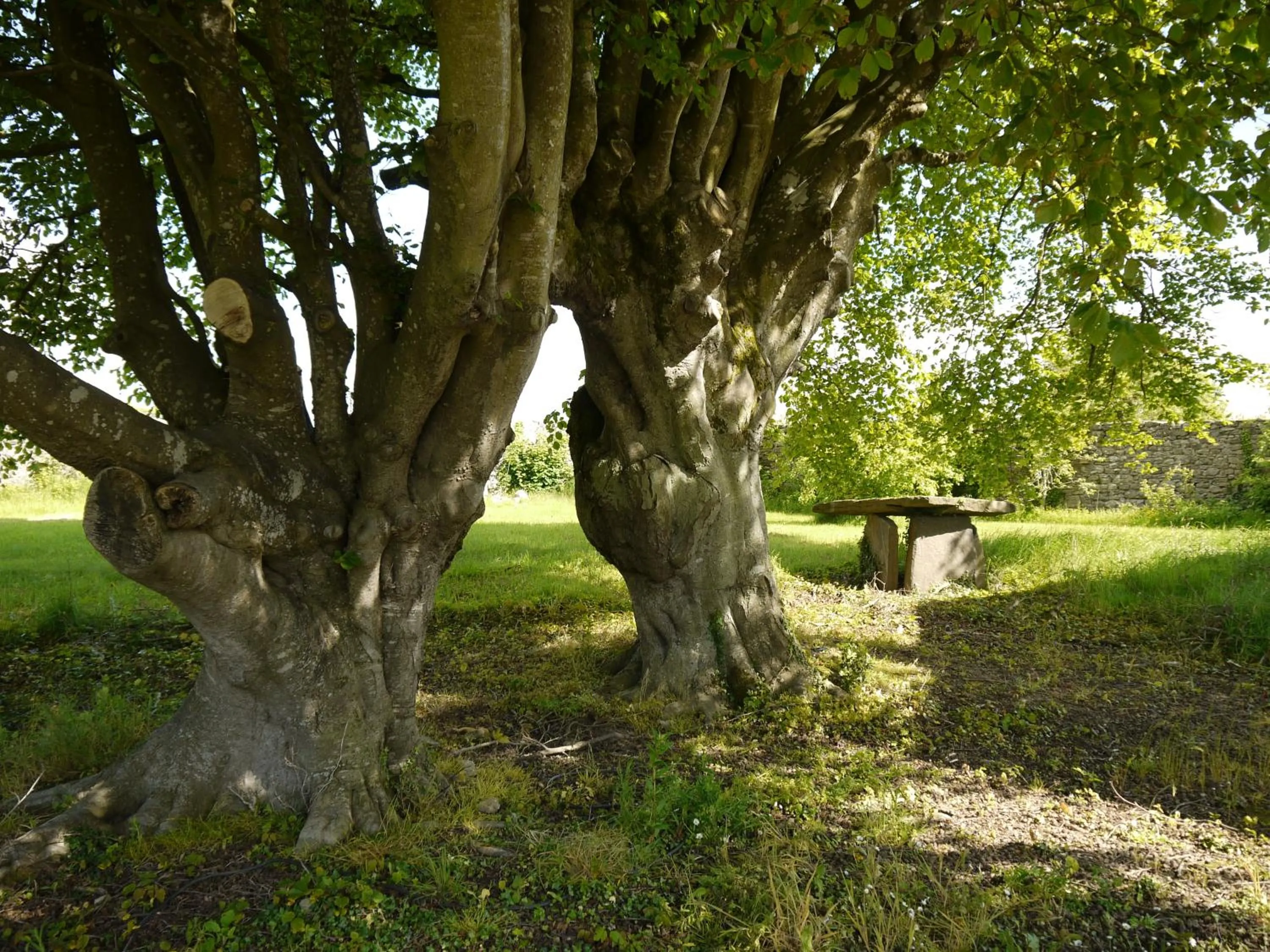 Garden in The Carriage Houses at Beechpark House