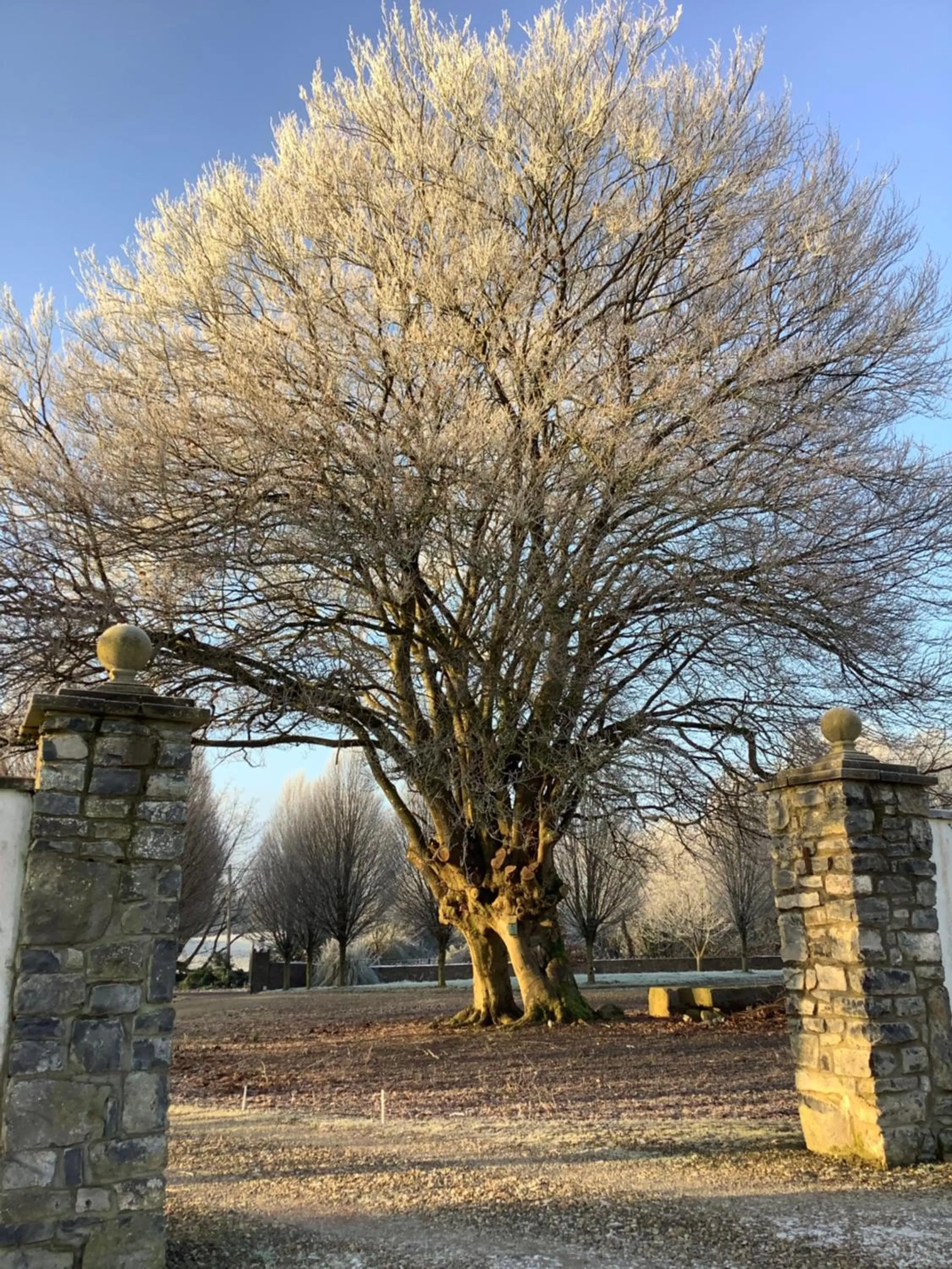 Garden view in The Carriage Houses at Beechpark House