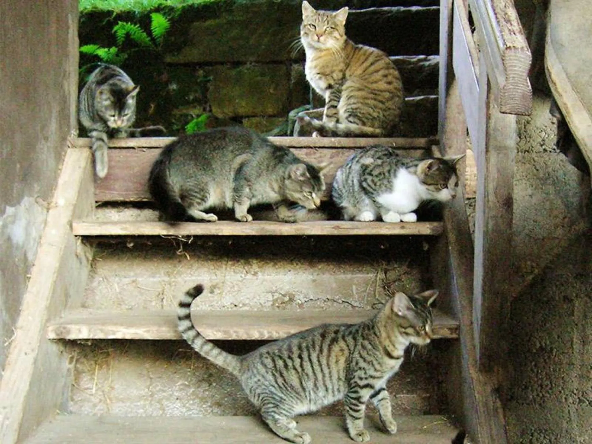Property building in Gasthaus Zur Linde Ferienwohnungen