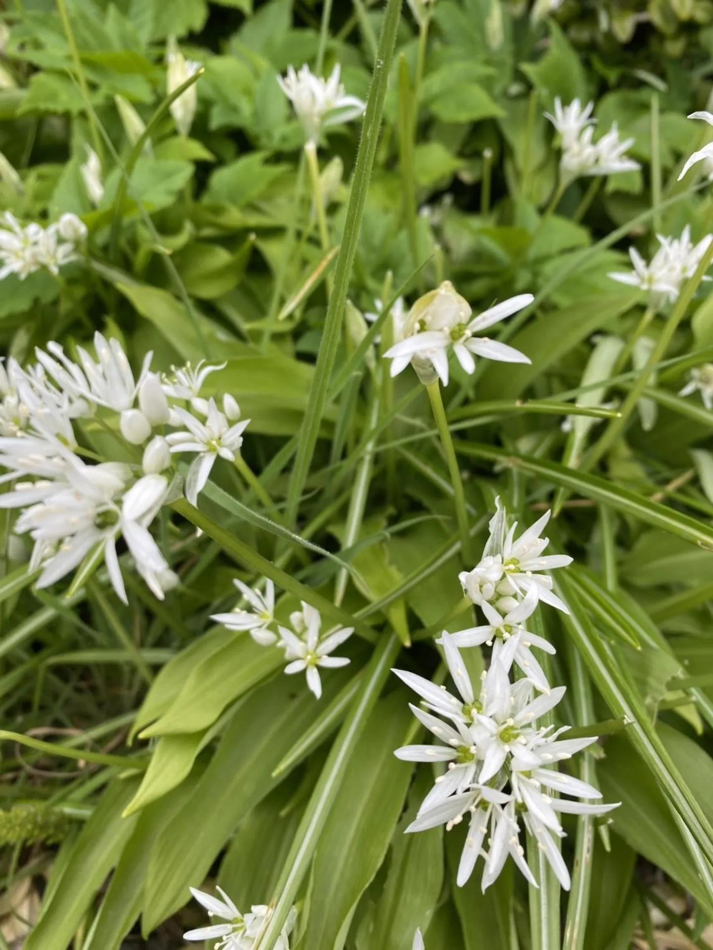 Garden in The Station Hotel