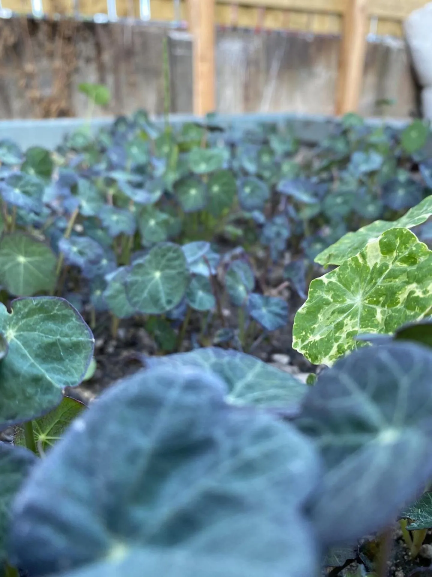 Garden in The Station Hotel