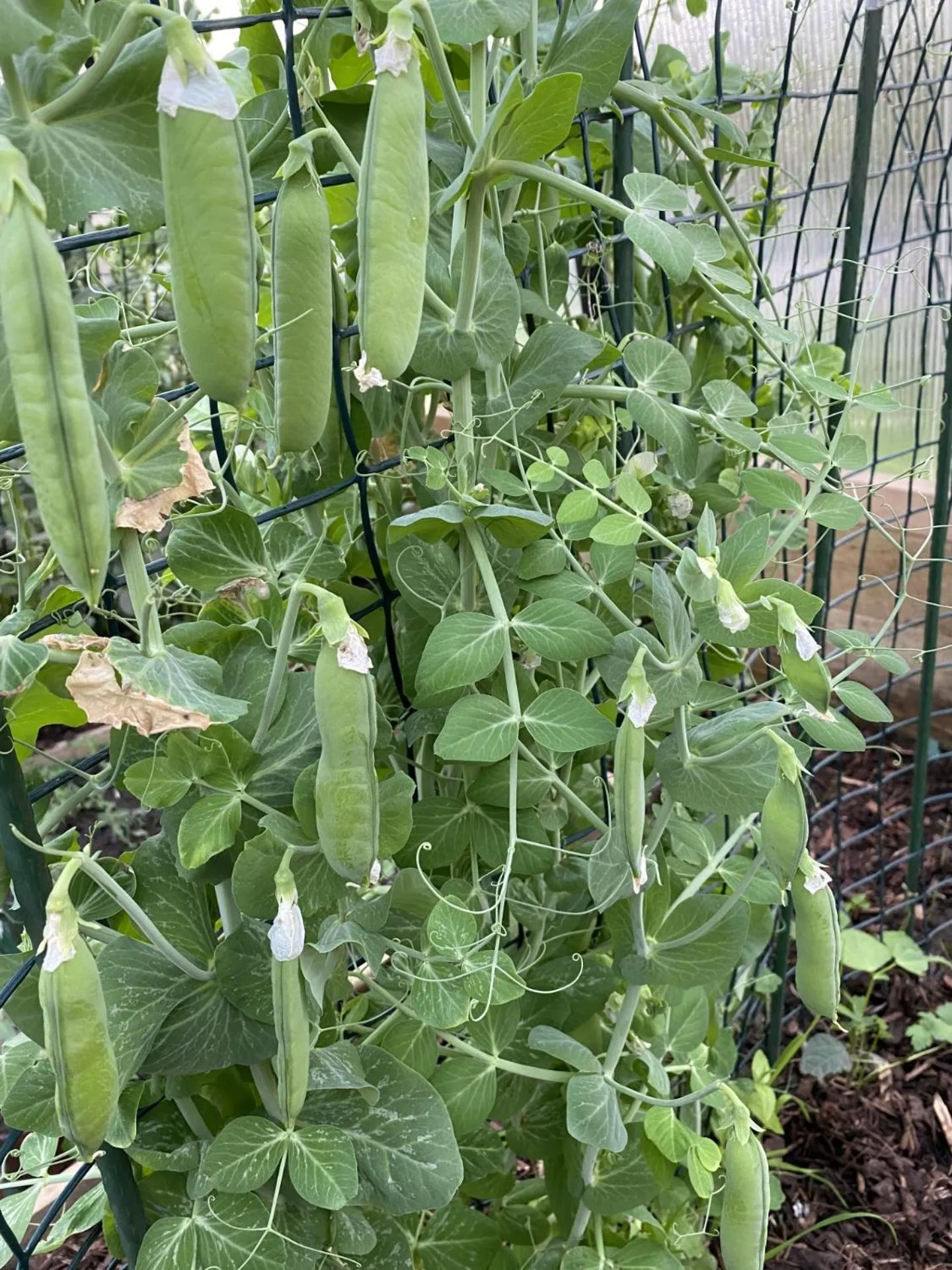 Garden in The Station Hotel