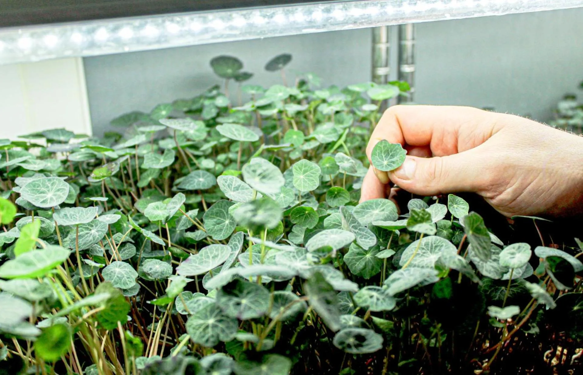 Garden in The Station Hotel