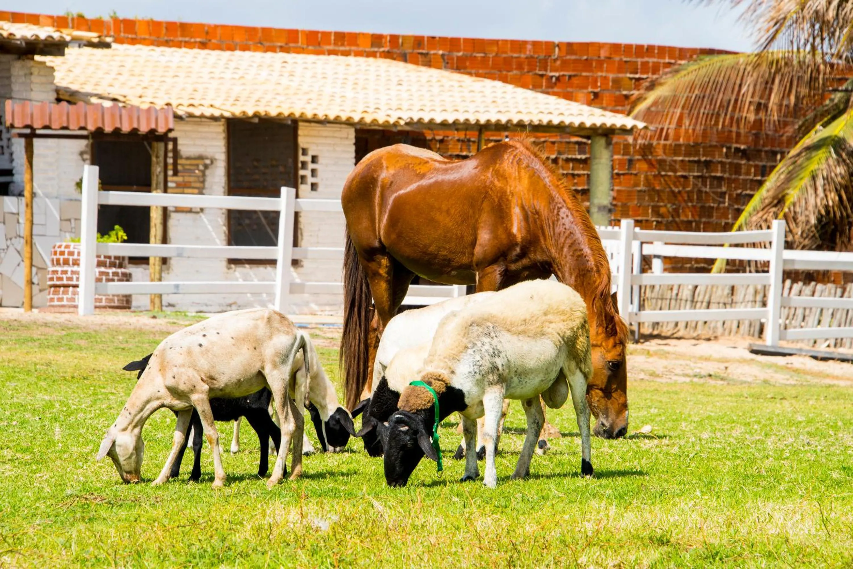 Animals in Coliseum Beach Hotel All Inclusive