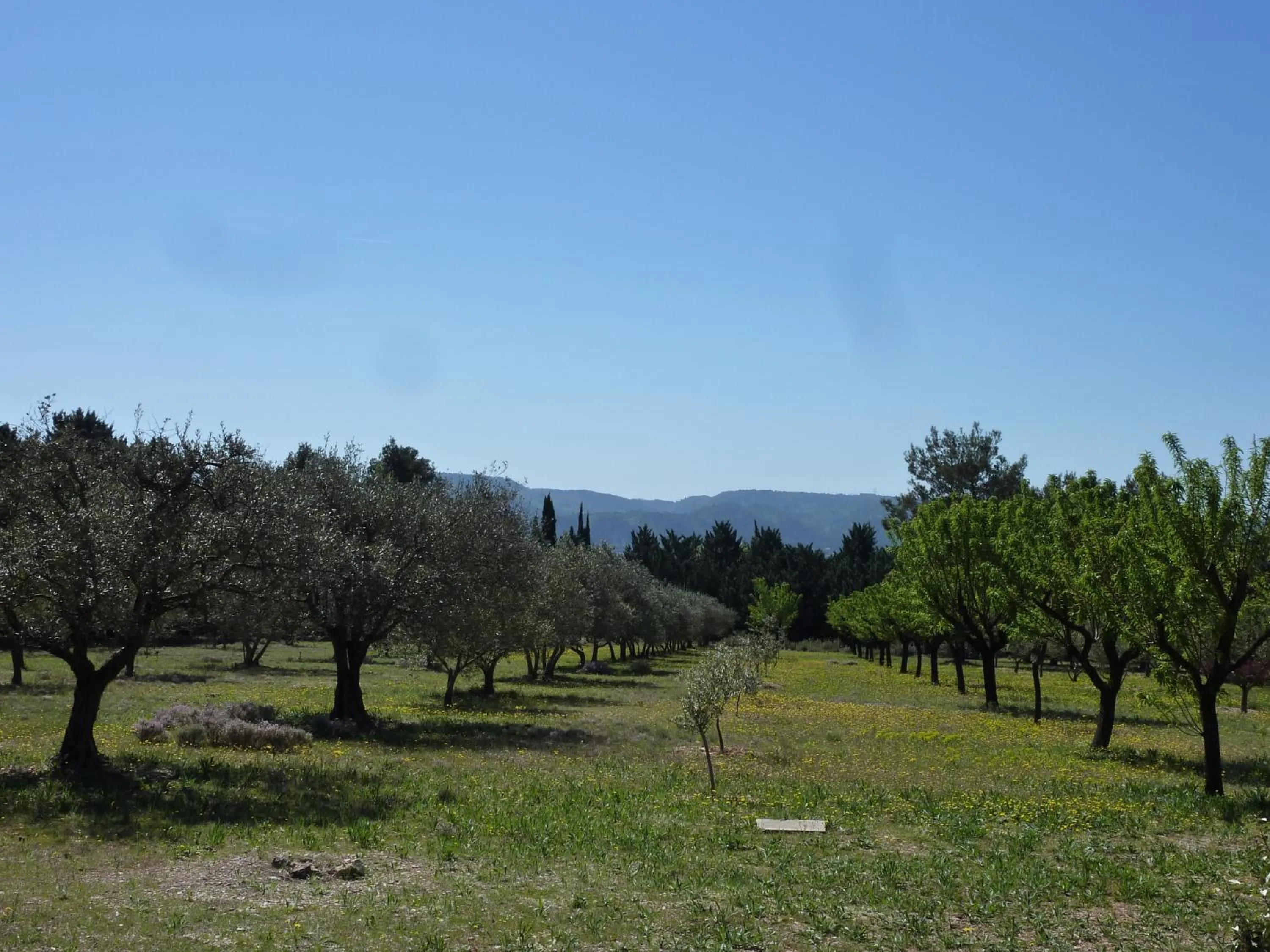 Garden in Les Mazets du Luberon