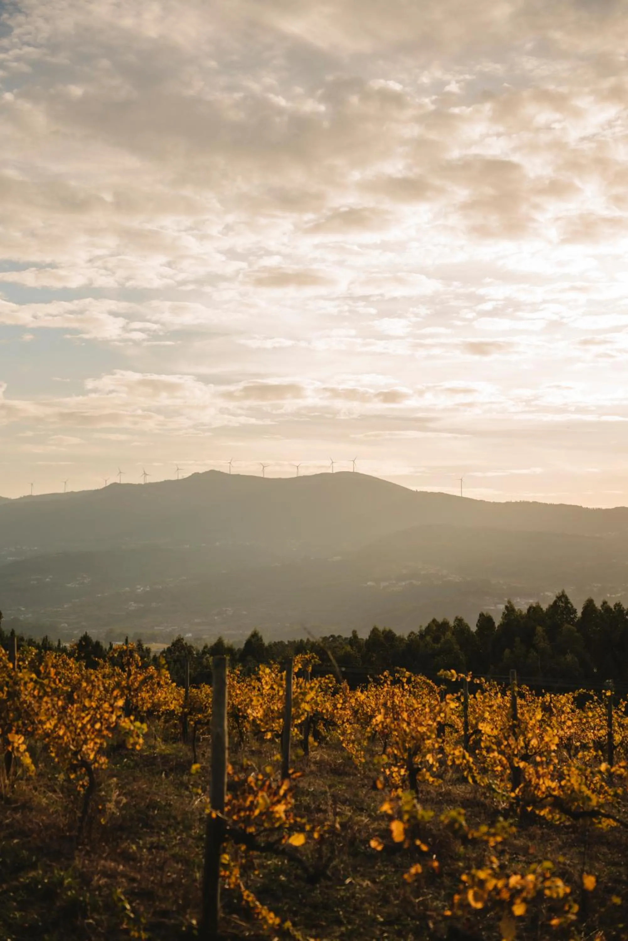 Natural landscape in The Vinea Collection Hotel by Piamonte Hotels