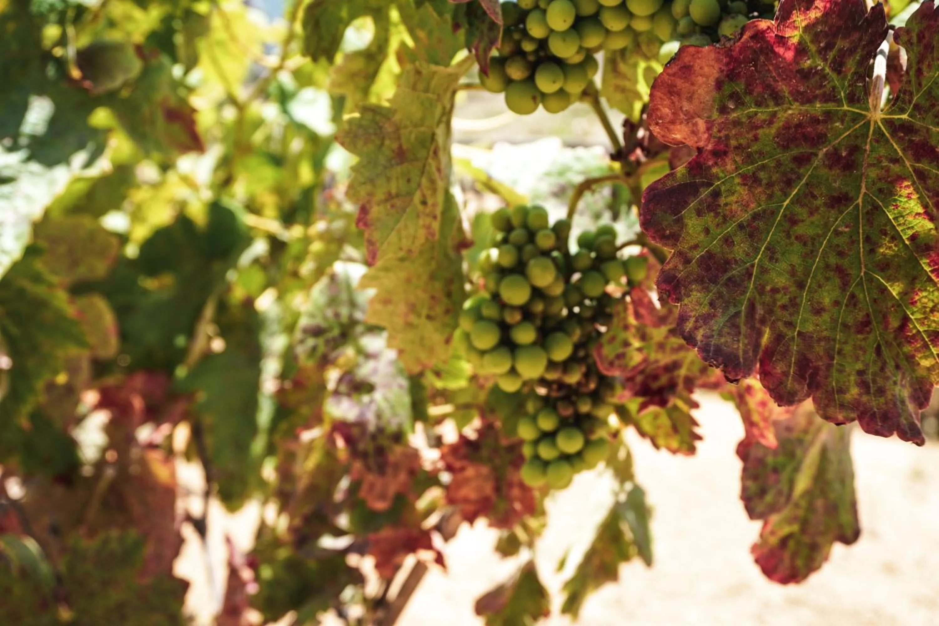 Natural landscape in Posada San Antonio
