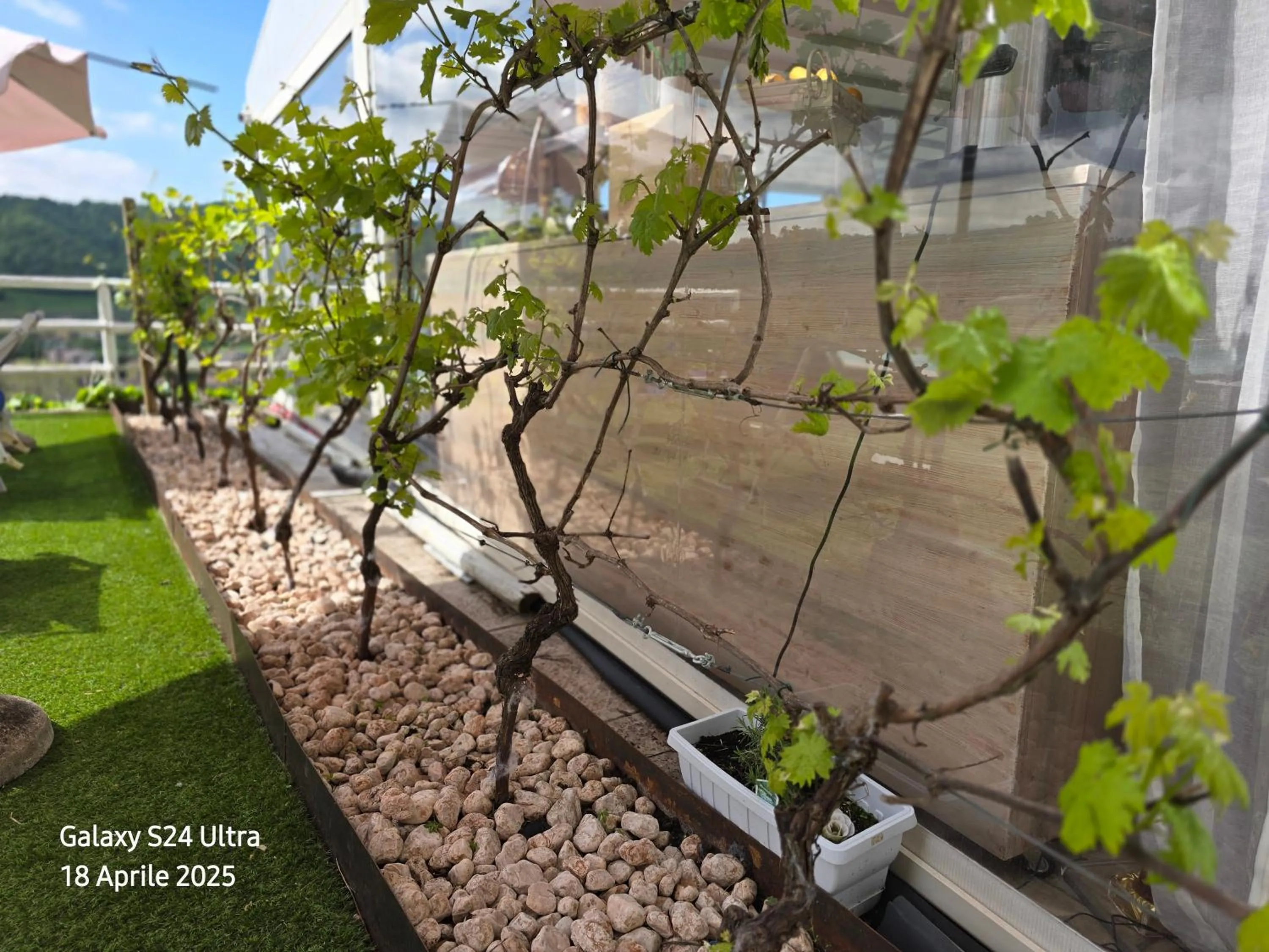 Swimming pool in Relais Villa Olivi