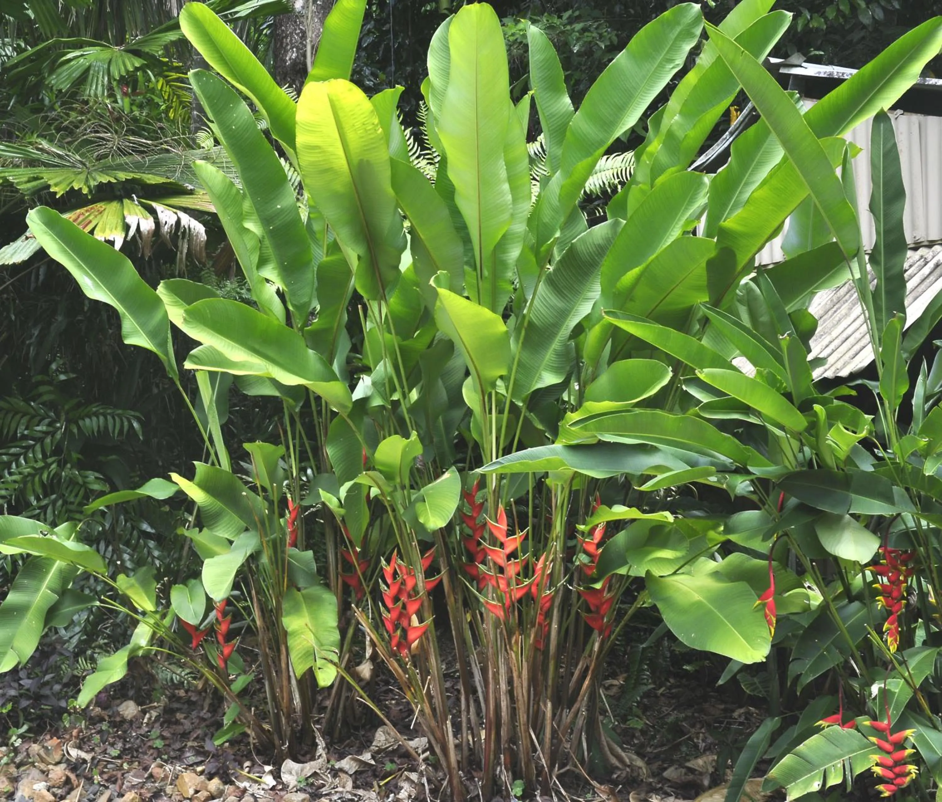Garden view in Tropical Bliss bed and breakfast