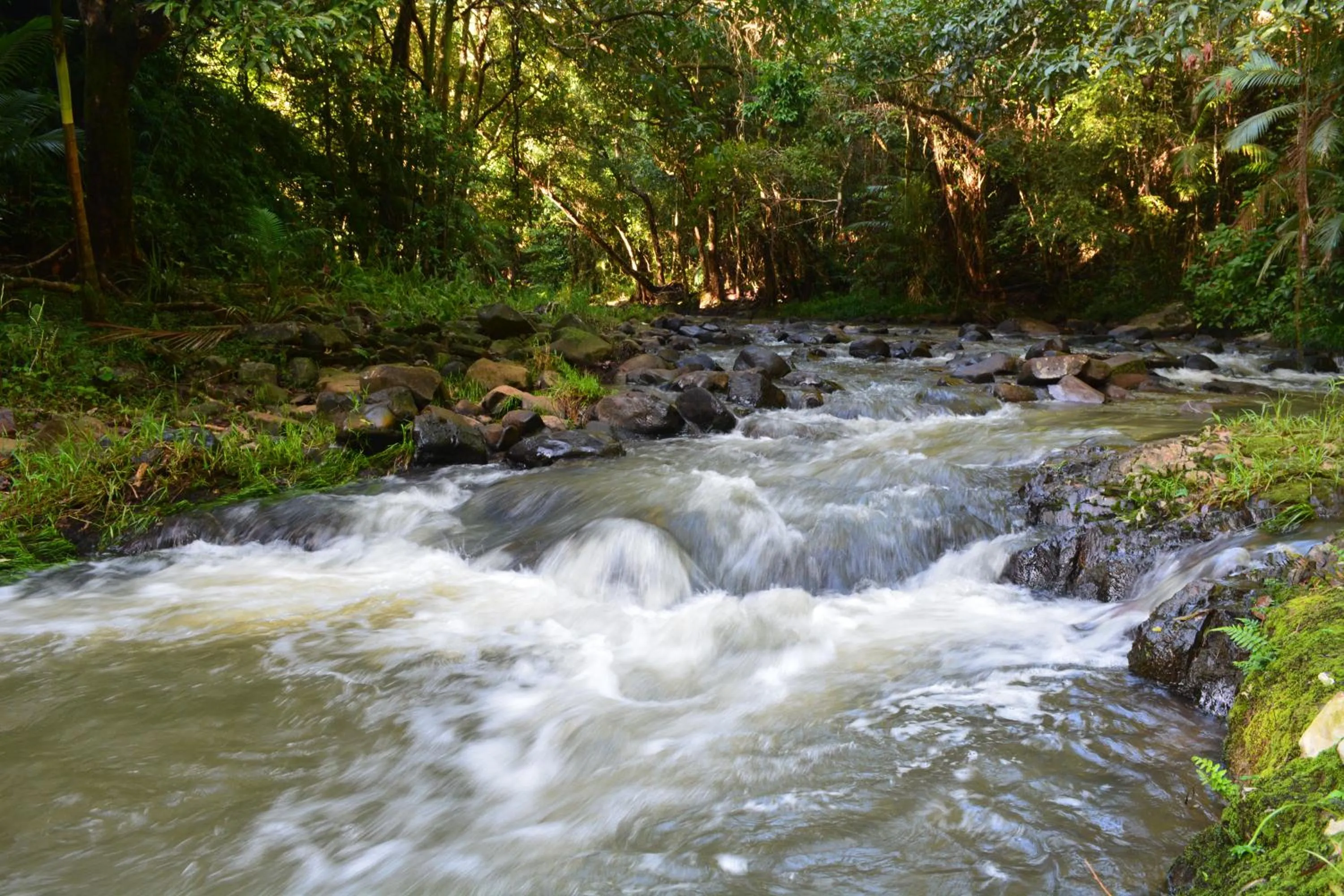 Swimming pool in Tropical Bliss bed and breakfast