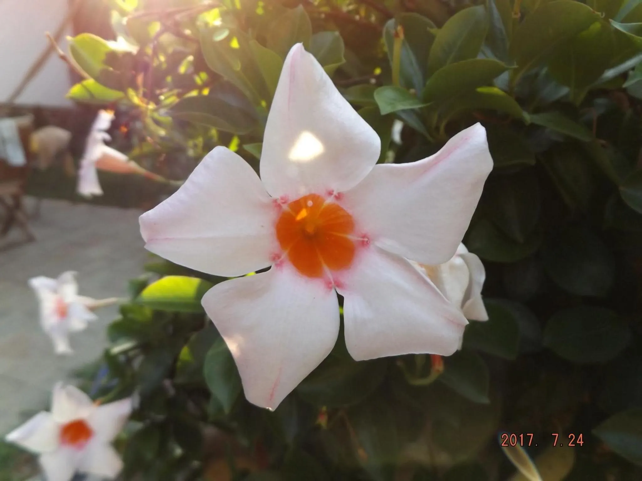 Garden in B&B Artistic House