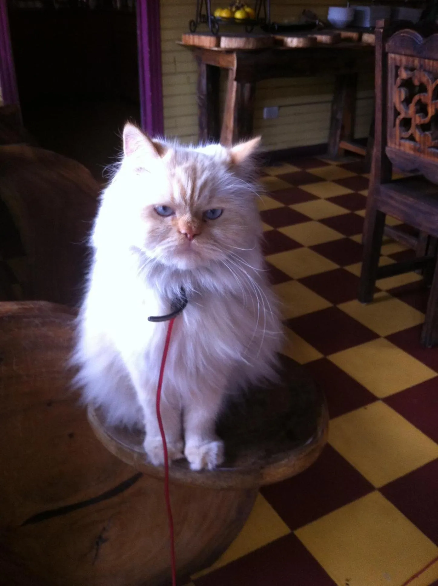 Pets in Casa Antigua Hotel