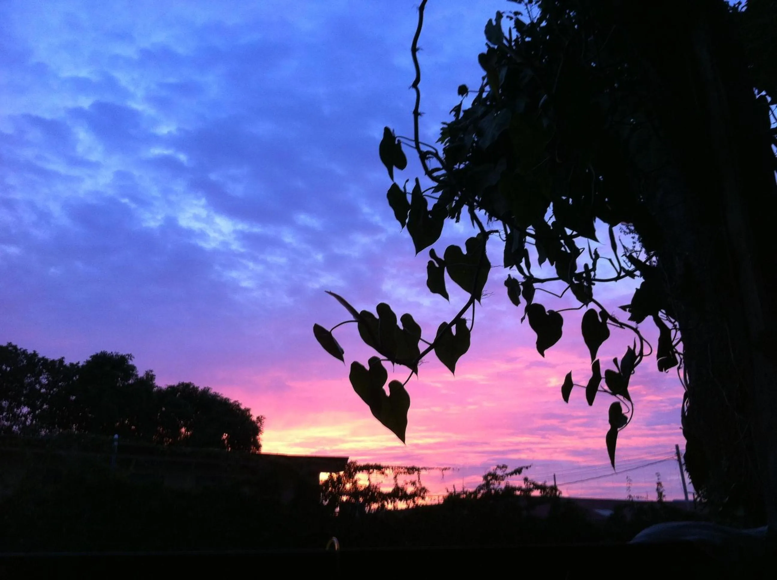 Garden in Casa Antigua Hotel