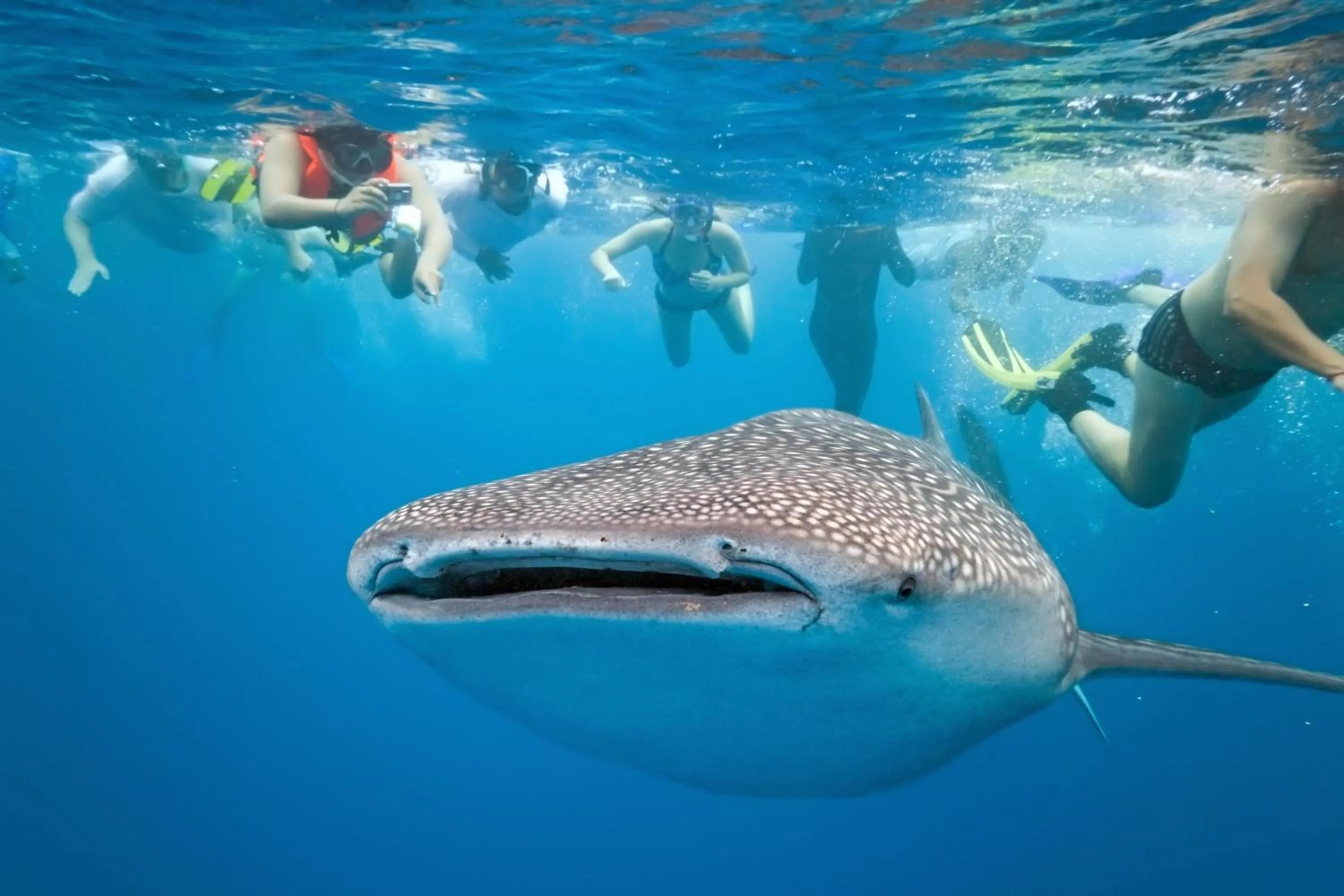 Snorkeling in Parrot Resort Moalboal