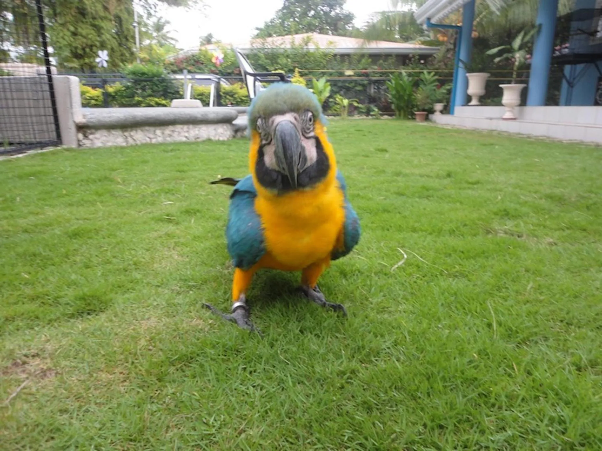Garden in Parrot Resort Moalboal