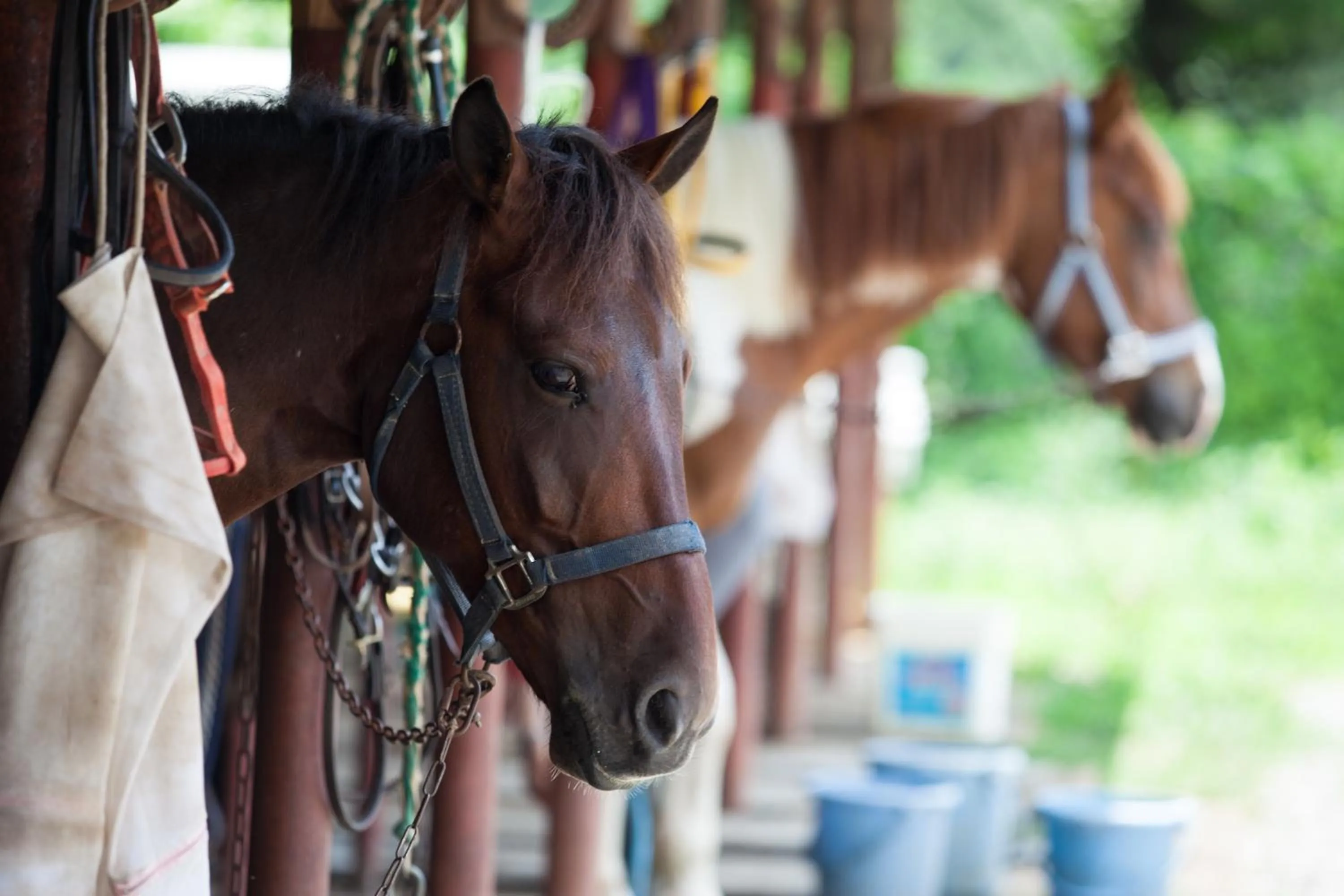 Horse-riding in HOTEL KEYFOREST HOKUTO
