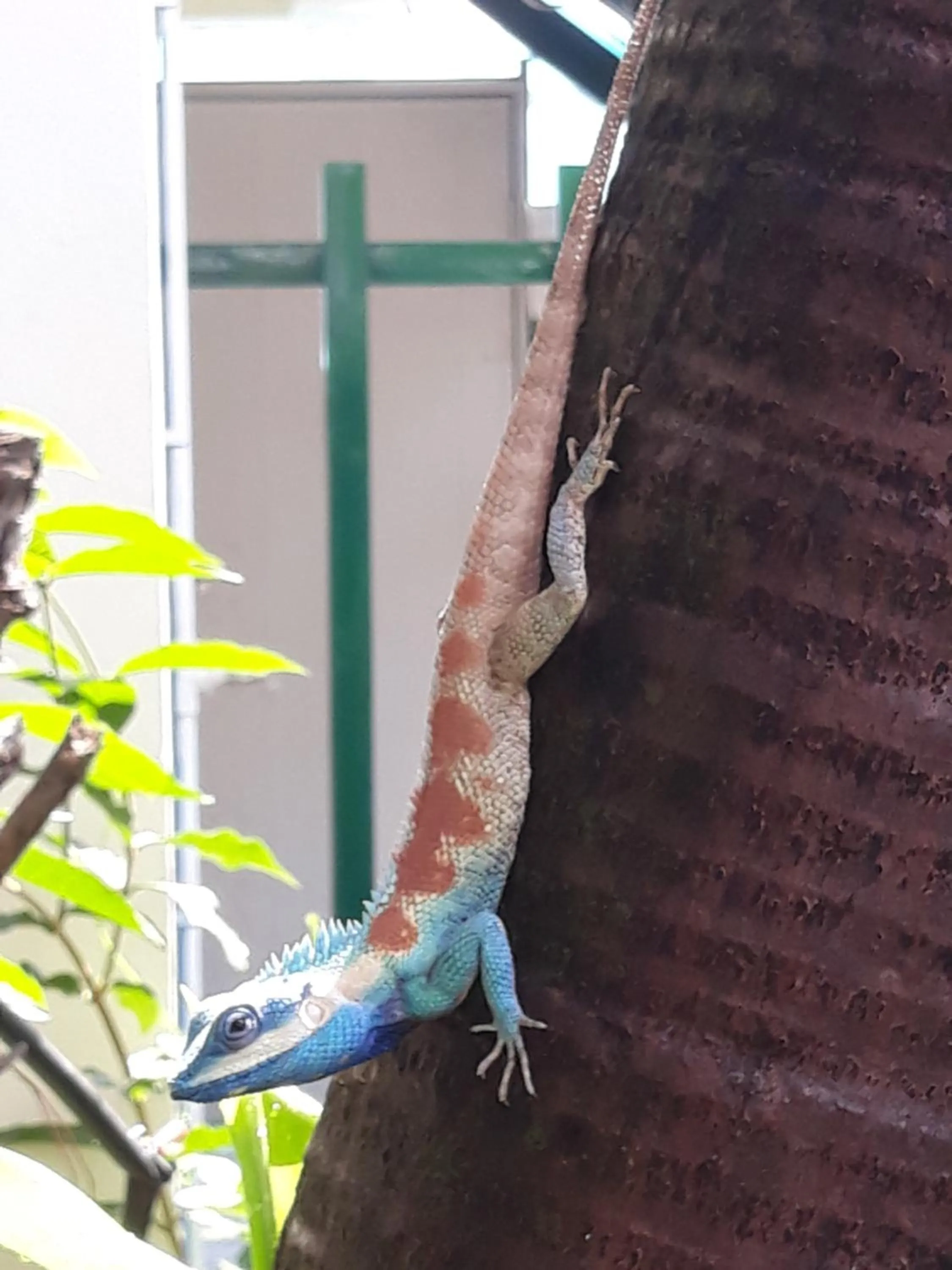 Animals in Dutch Guest้้house Chiang Mai