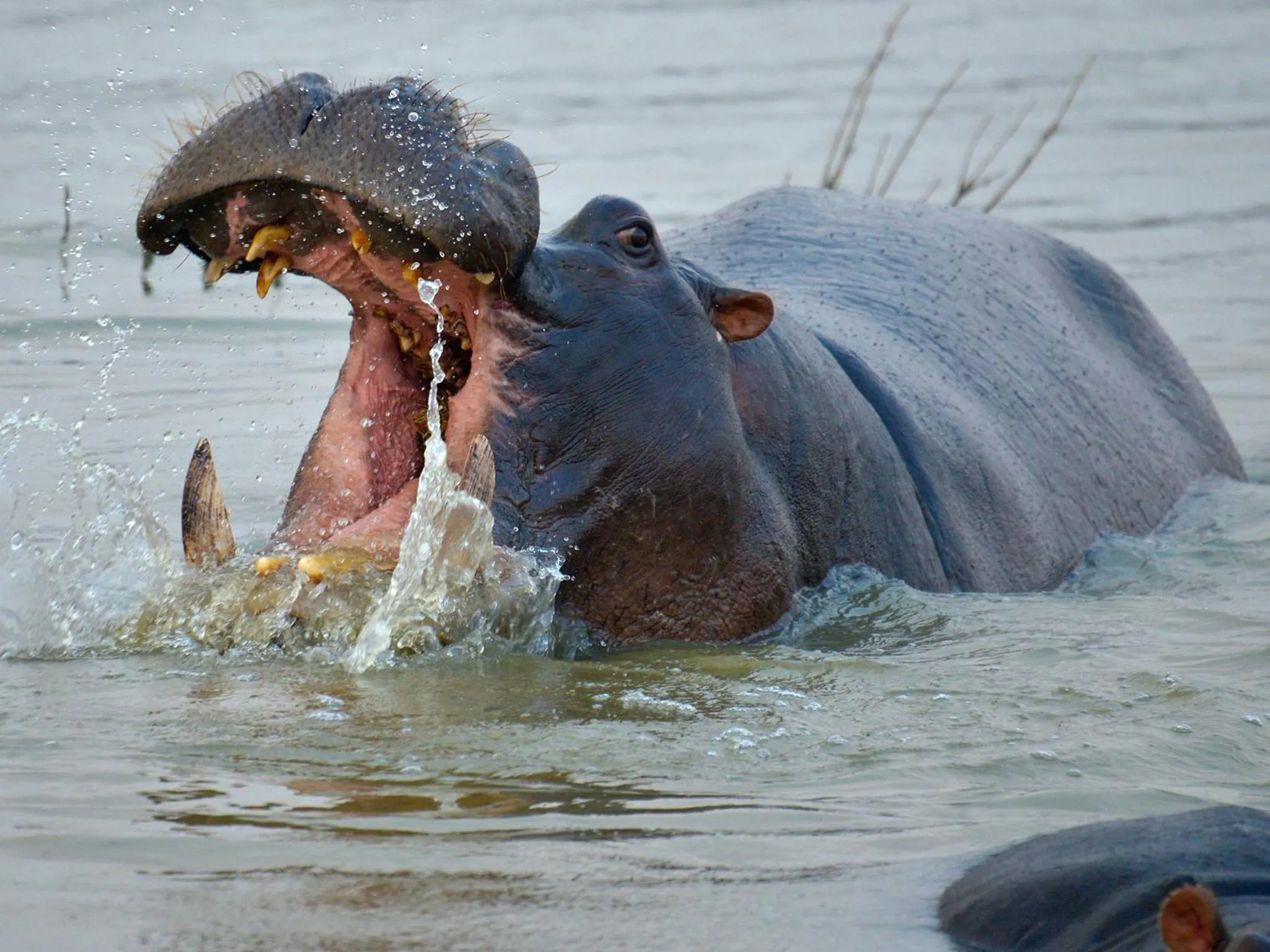 Animals in Gondwana Namushasha River Lodge