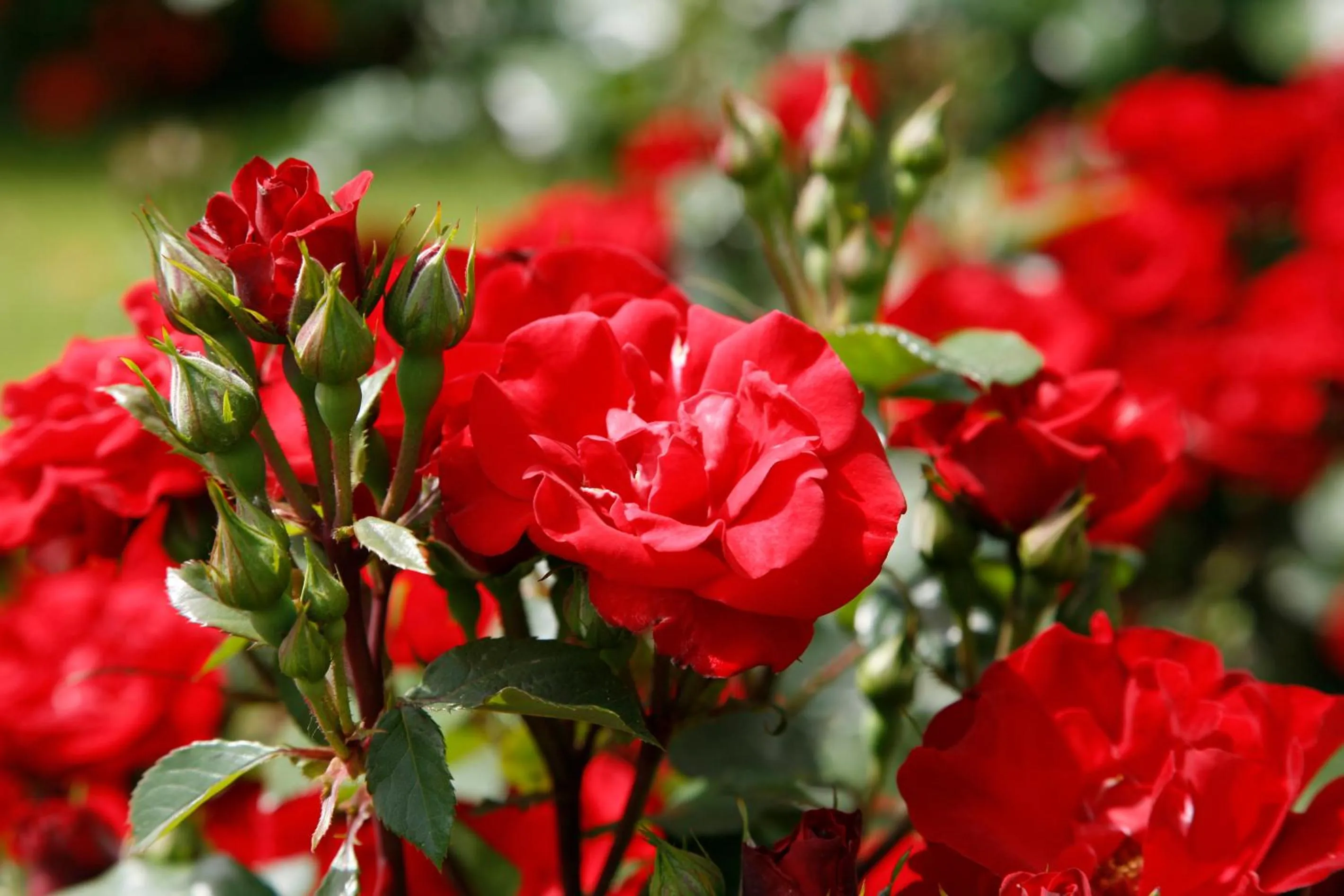 Garden in Hotel Mühle Mayer