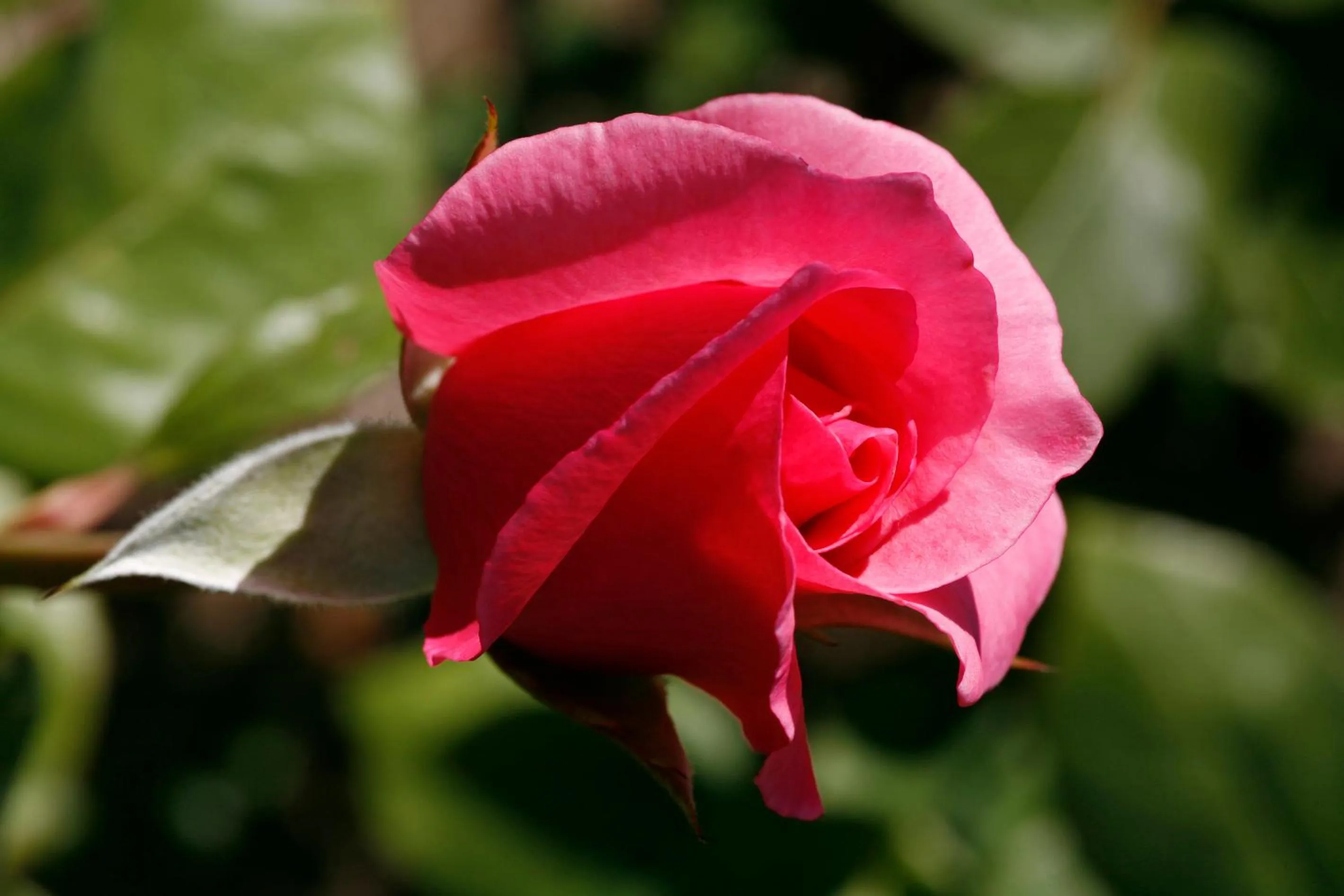Garden in Hotel Mühle Mayer