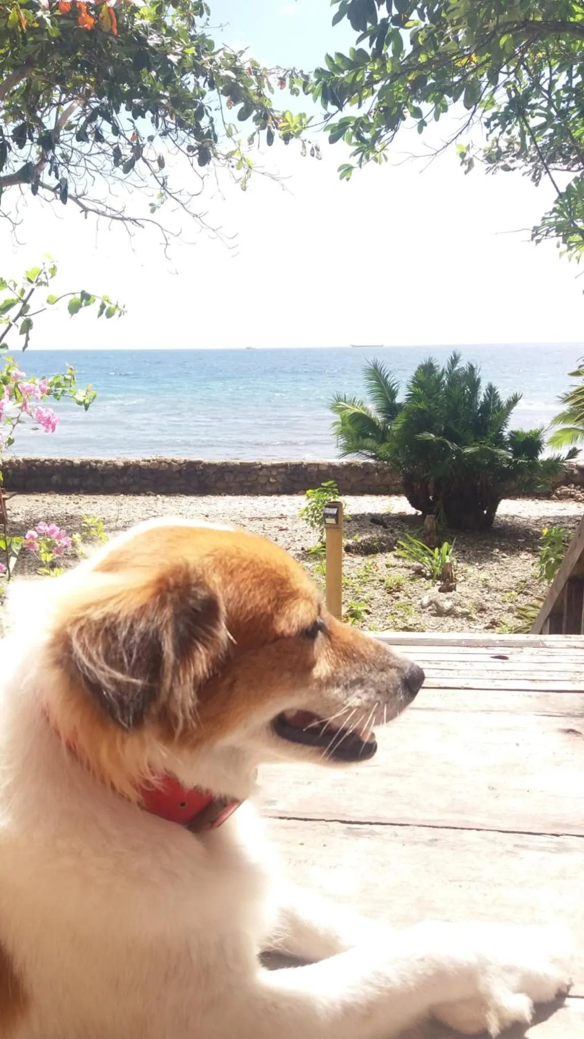 Animals in Paseo Del Mar Seaside Inn