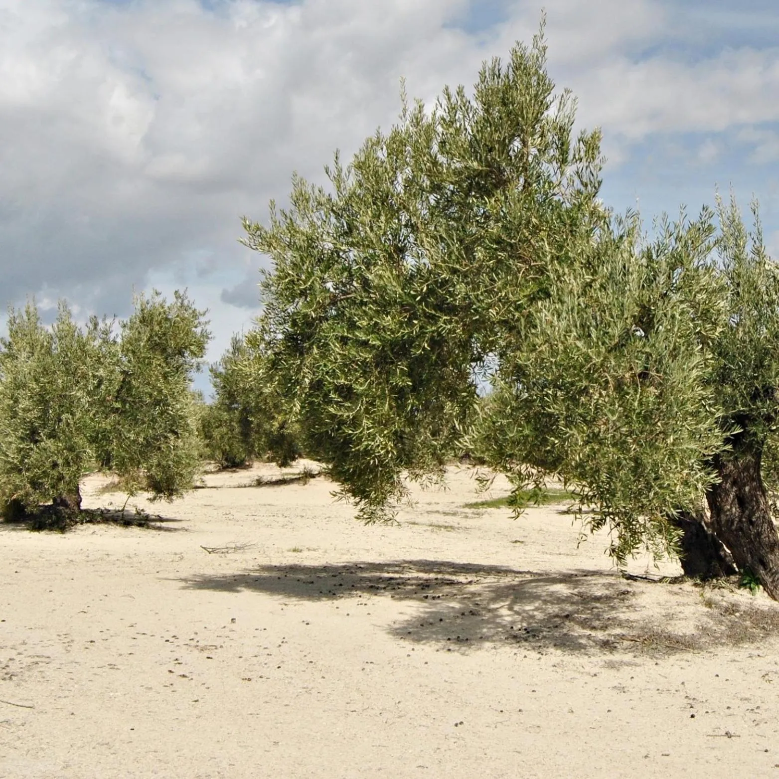 Natural landscape in MORF suites