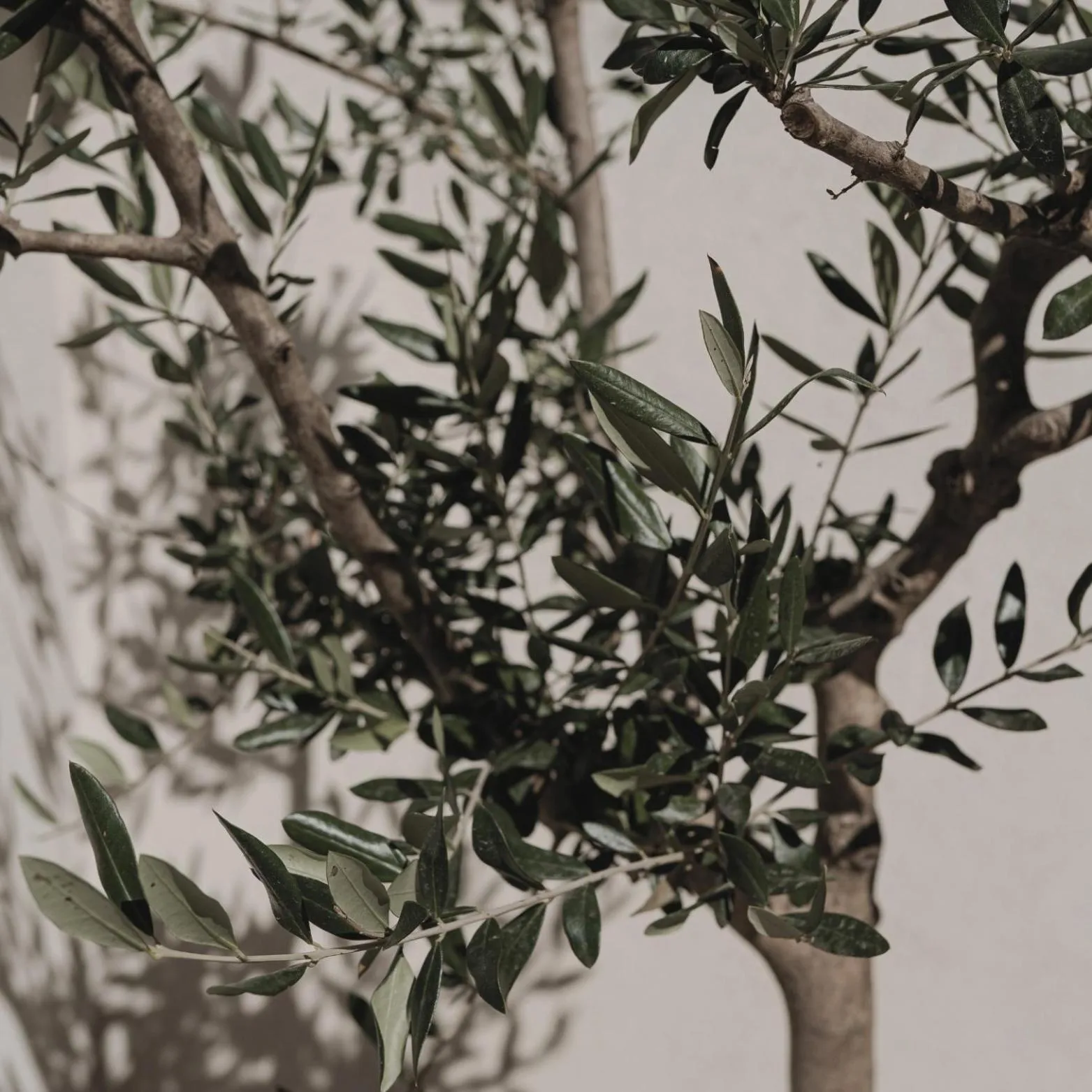 Natural landscape in MORF suites