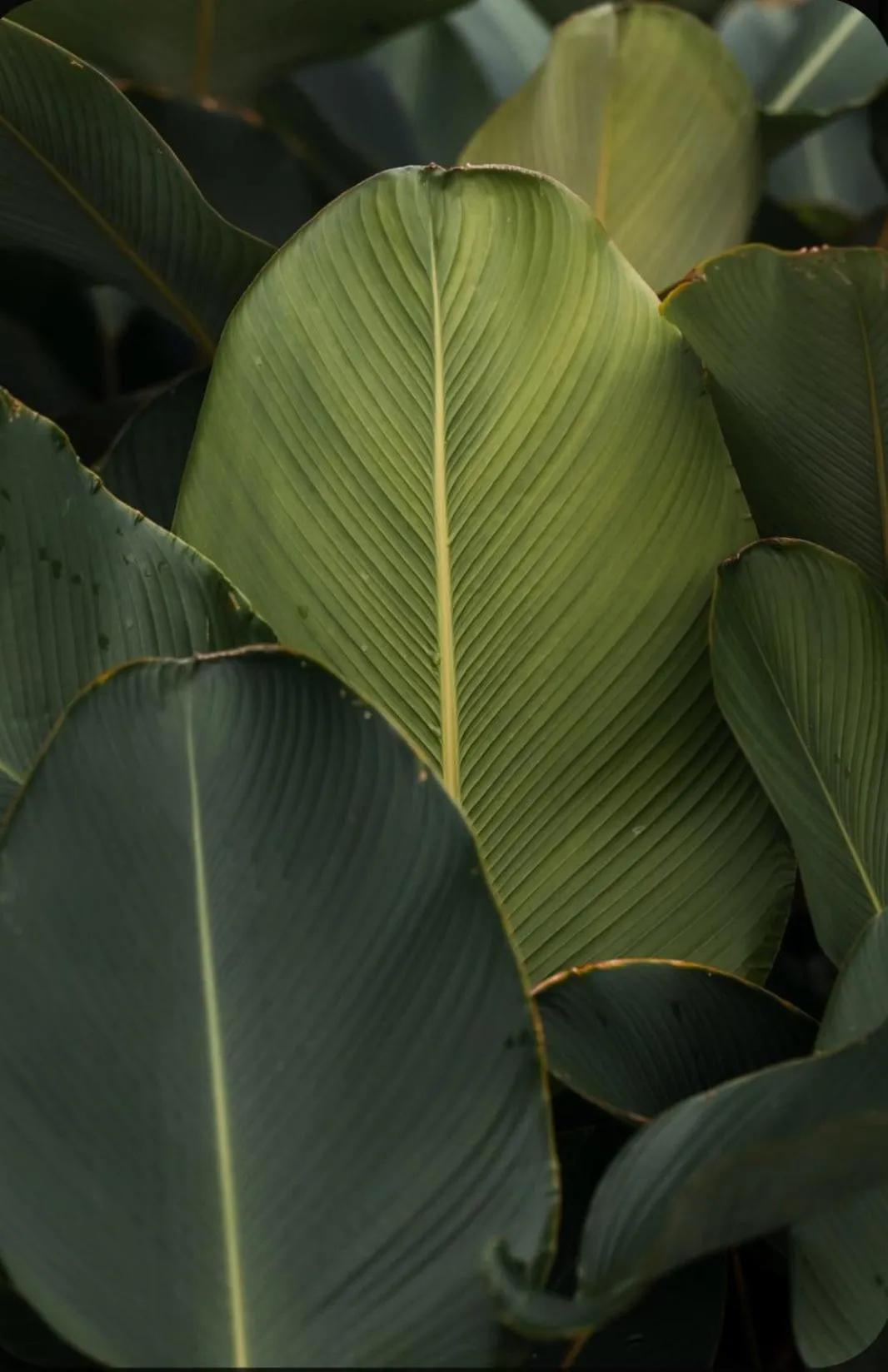 Property building in MORF suites