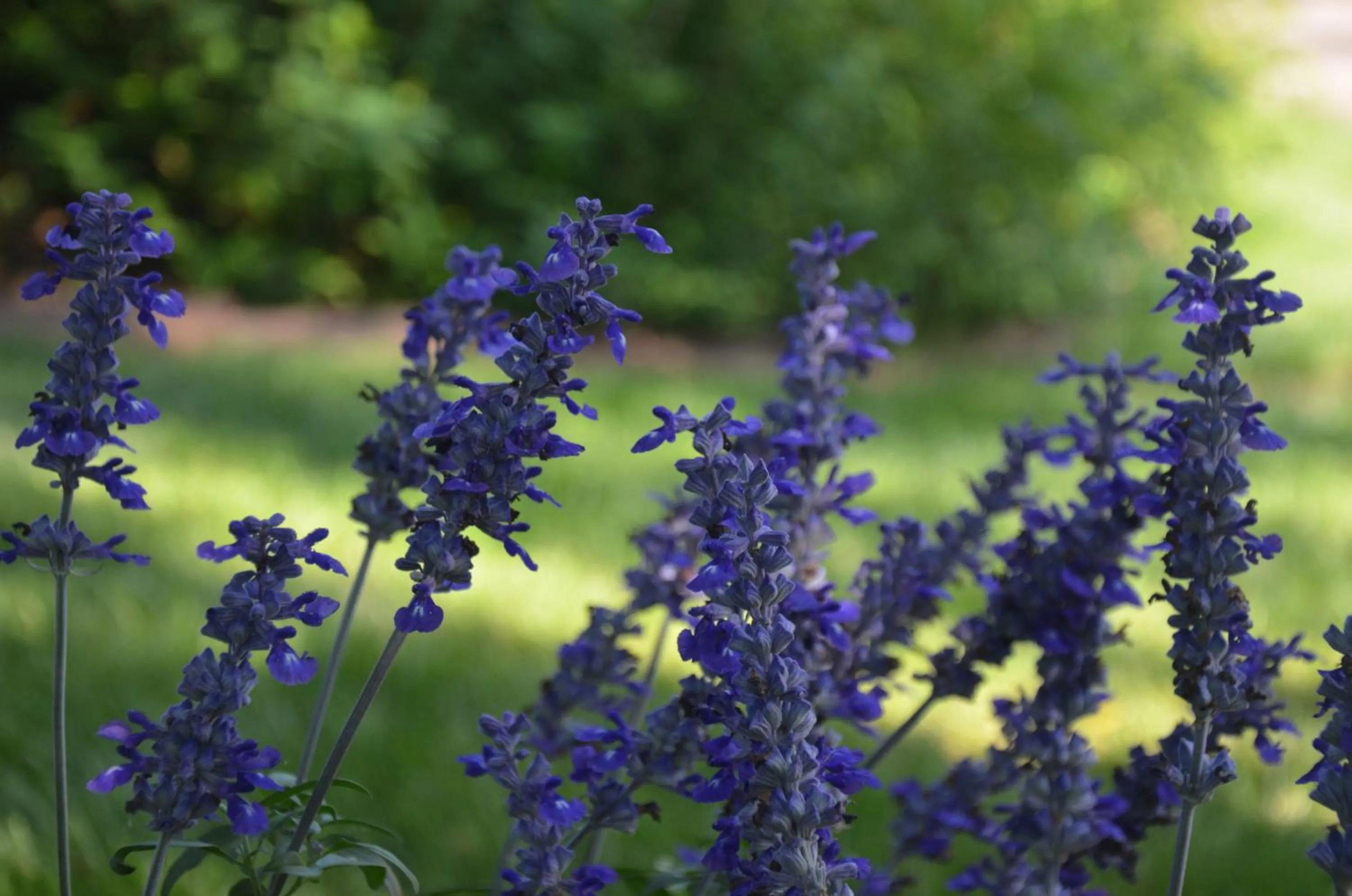 Asso Bed & Breakfast