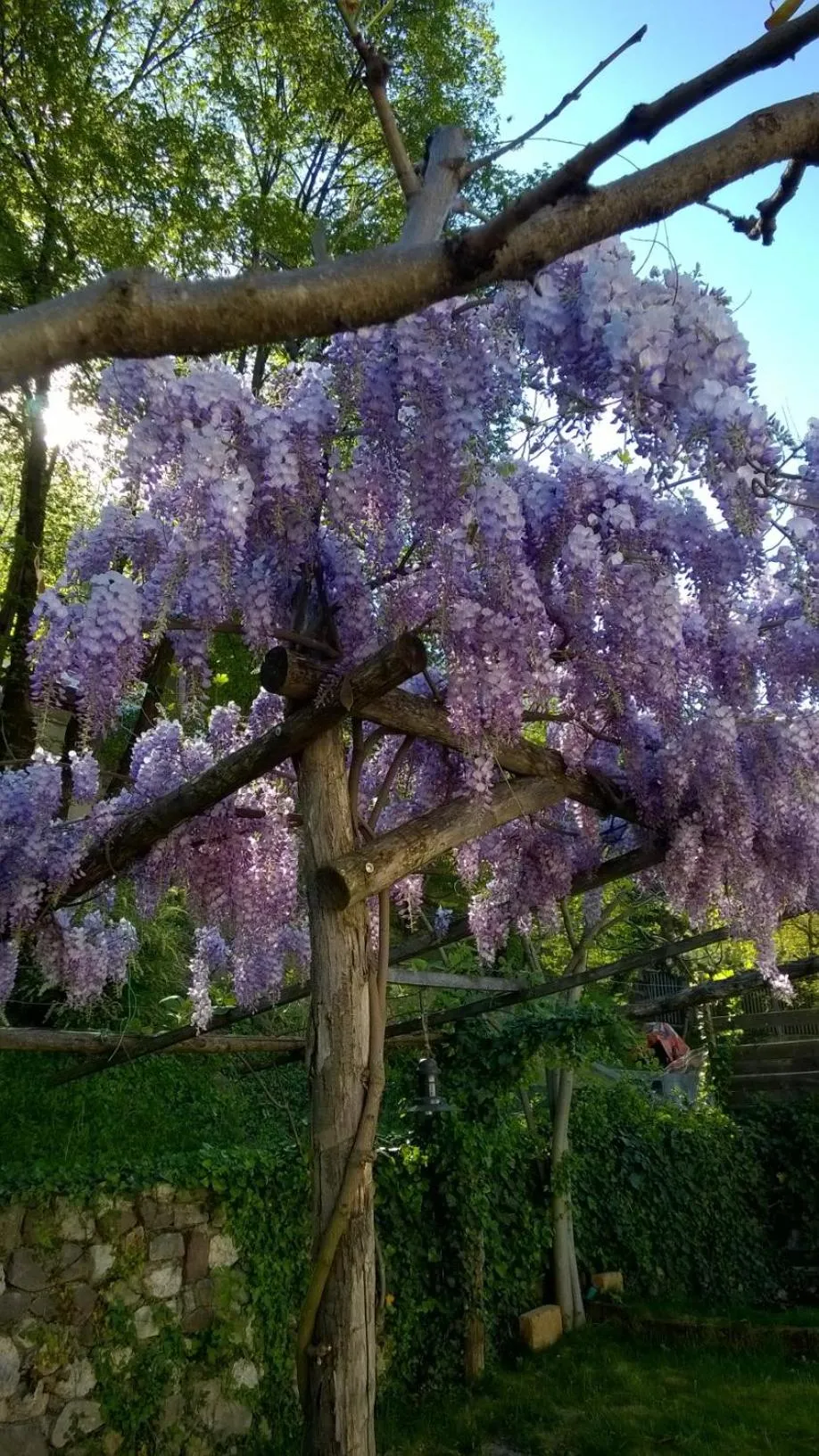 Garden in Guesthouse Dolomiten