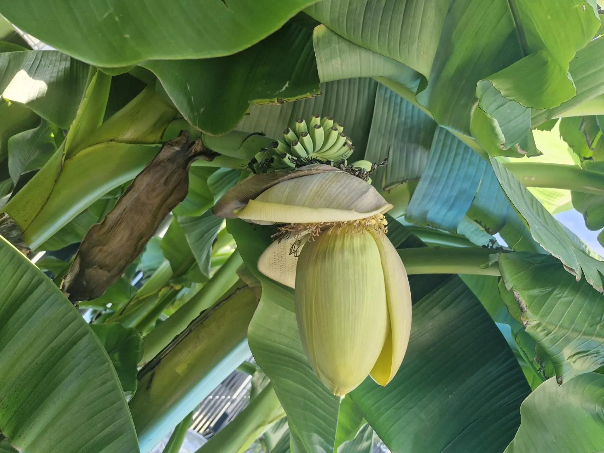 Swimming pool in Apartmenthaus Wertheim