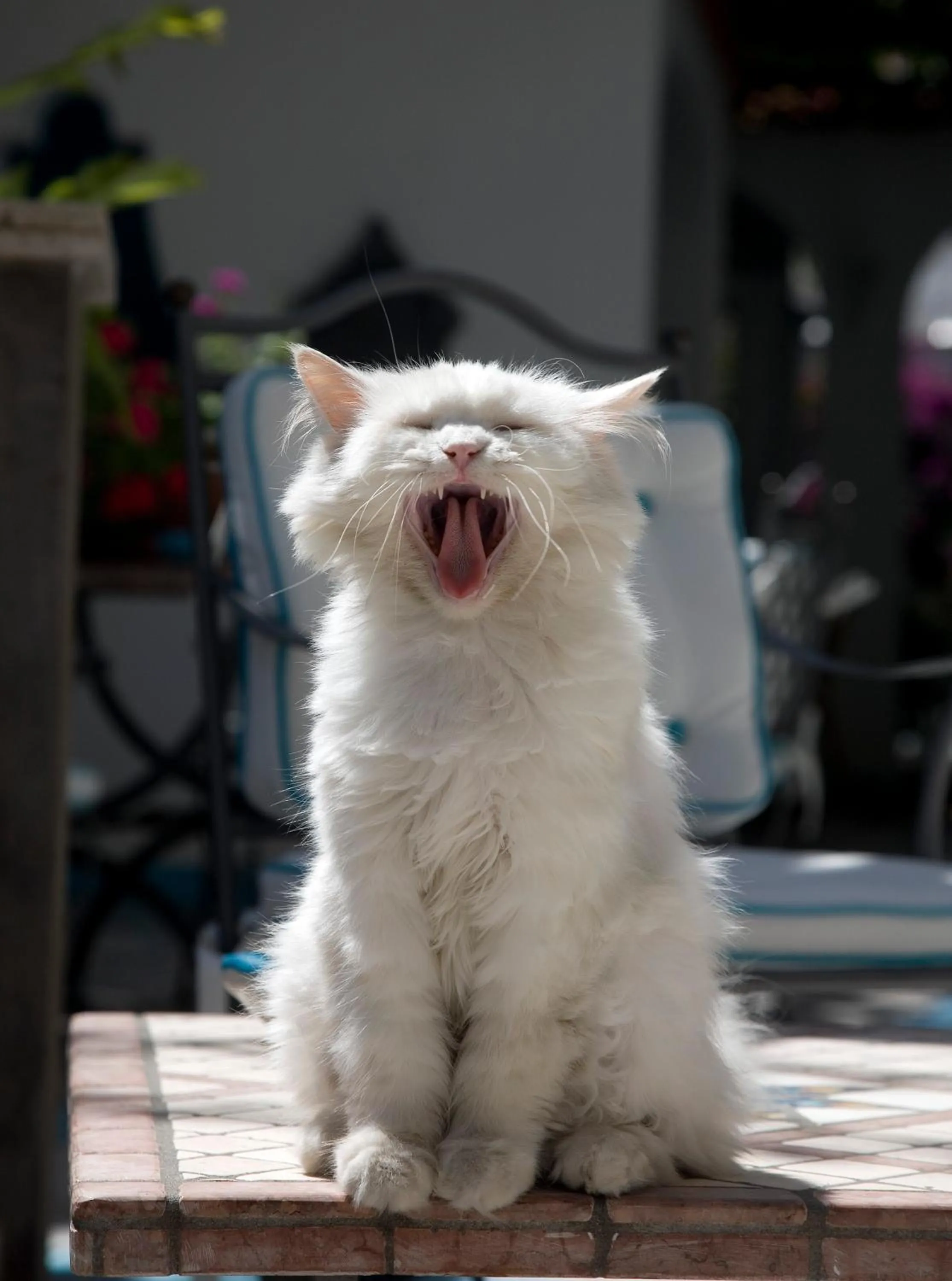 Other in Albergo Gatto Bianco
