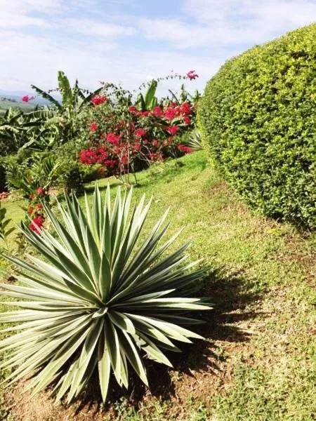 Garden in Nyore Hillside Retreat