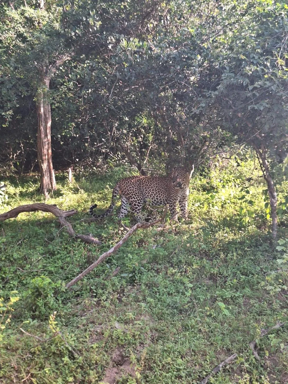 Animals in Saman Resort Yala