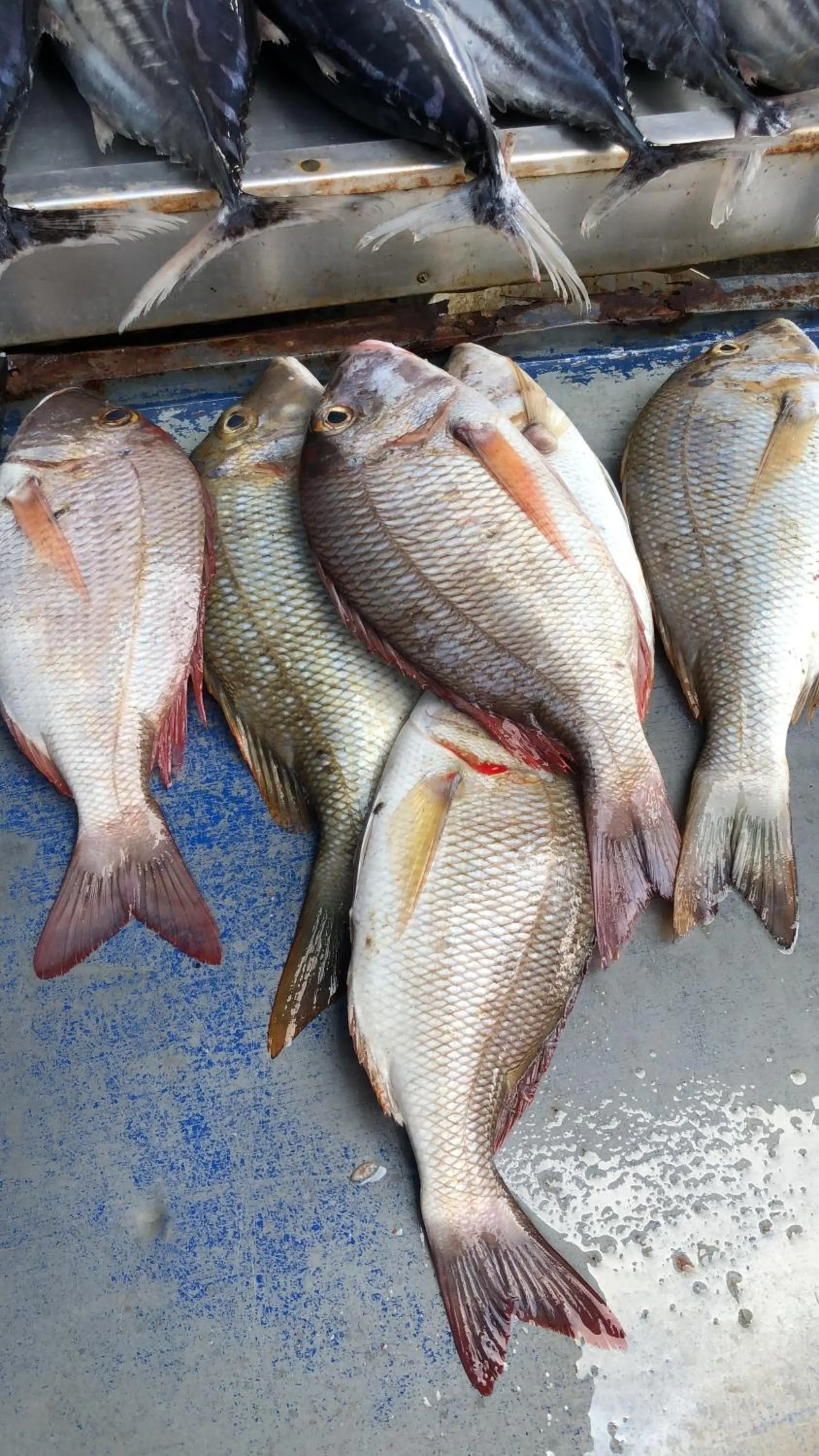 Food and drinks in Saman Resort Yala