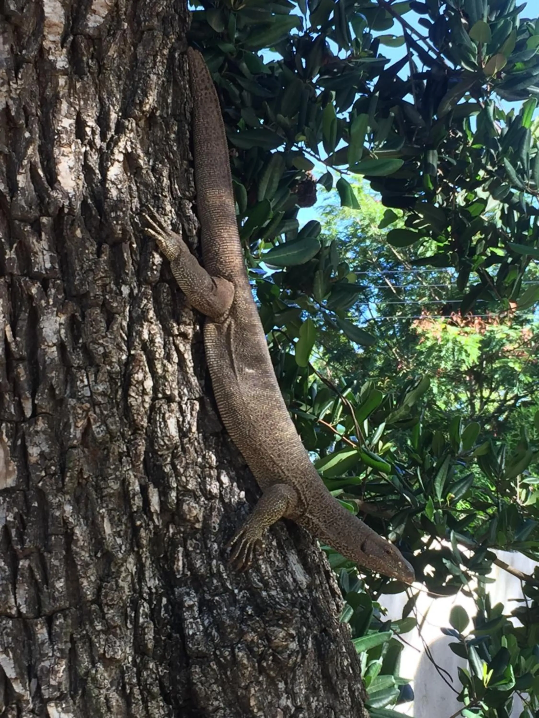 Garden in Saman Resort Yala