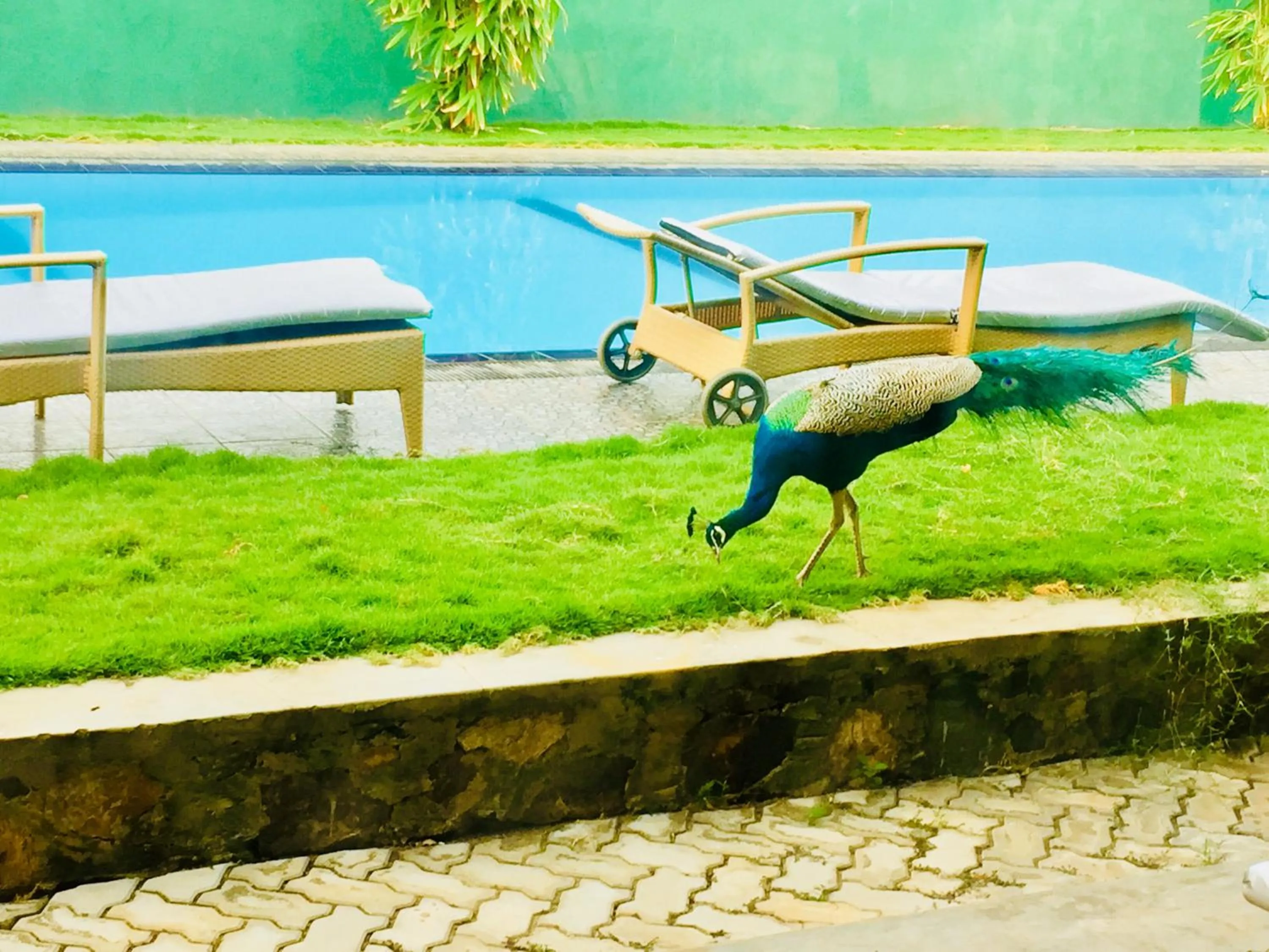 Garden in Saman Resort Yala