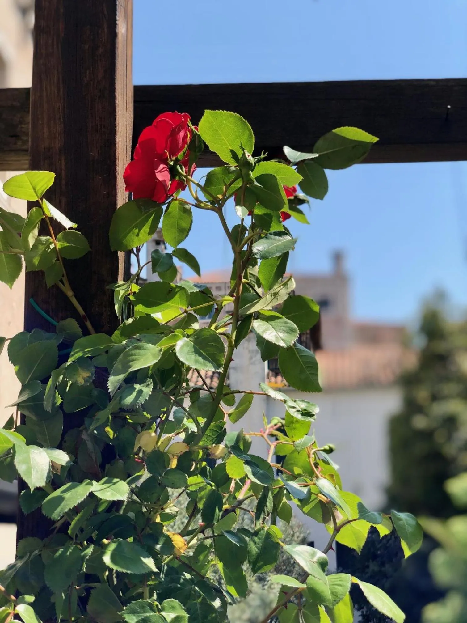 Garden in B&B Patatina