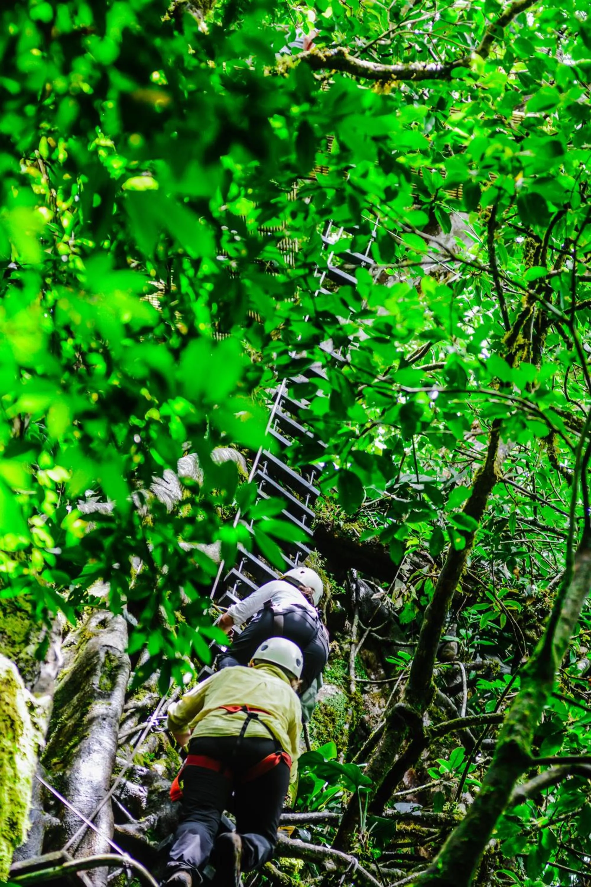 Guests in Cloud Forest Lodge