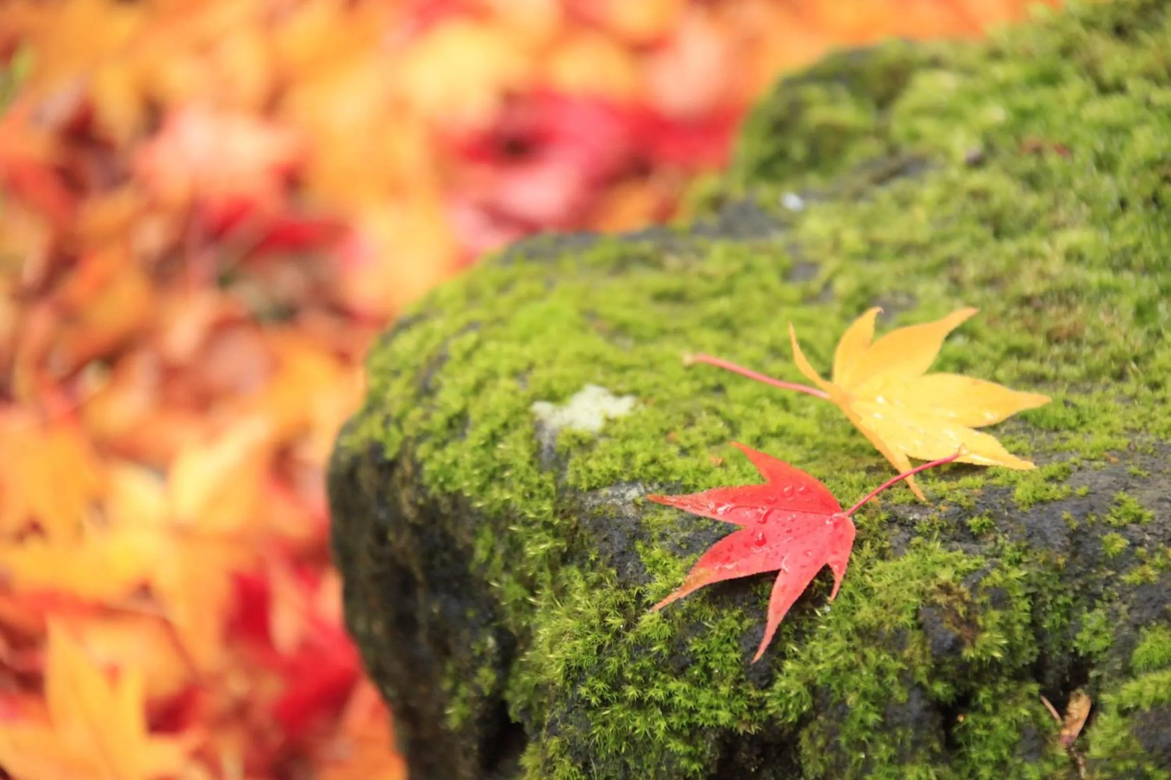 Autumn in Yutorelo-an