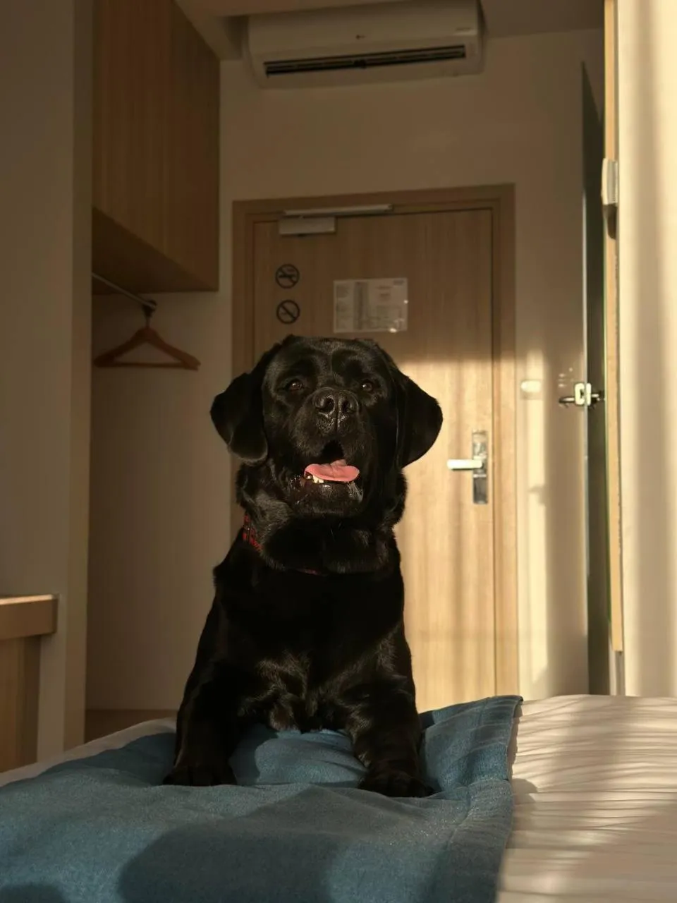 Animals in Hotel Zatoka